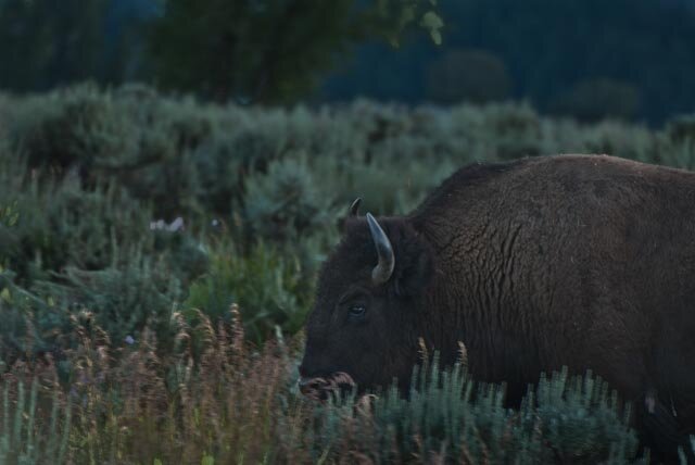 Teton1-18.jpg