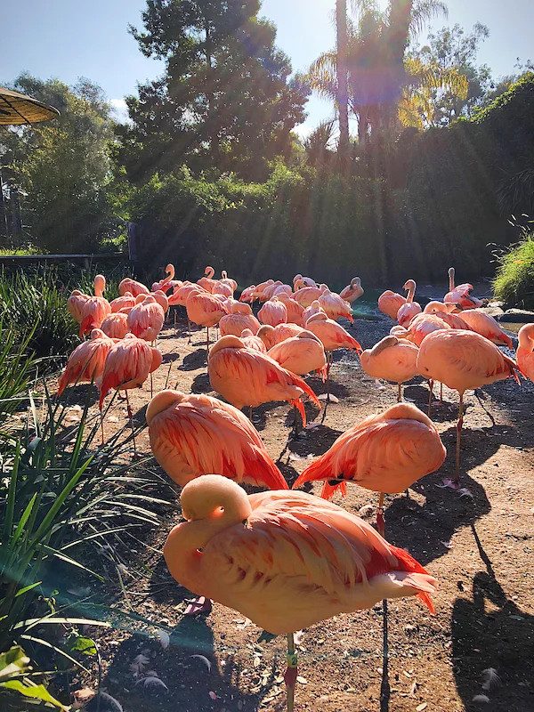 santa barbara zoo with kids.jpg