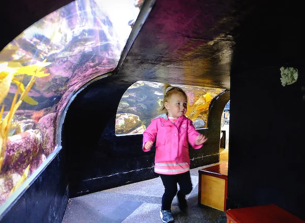 santa barbara sea center.jpg