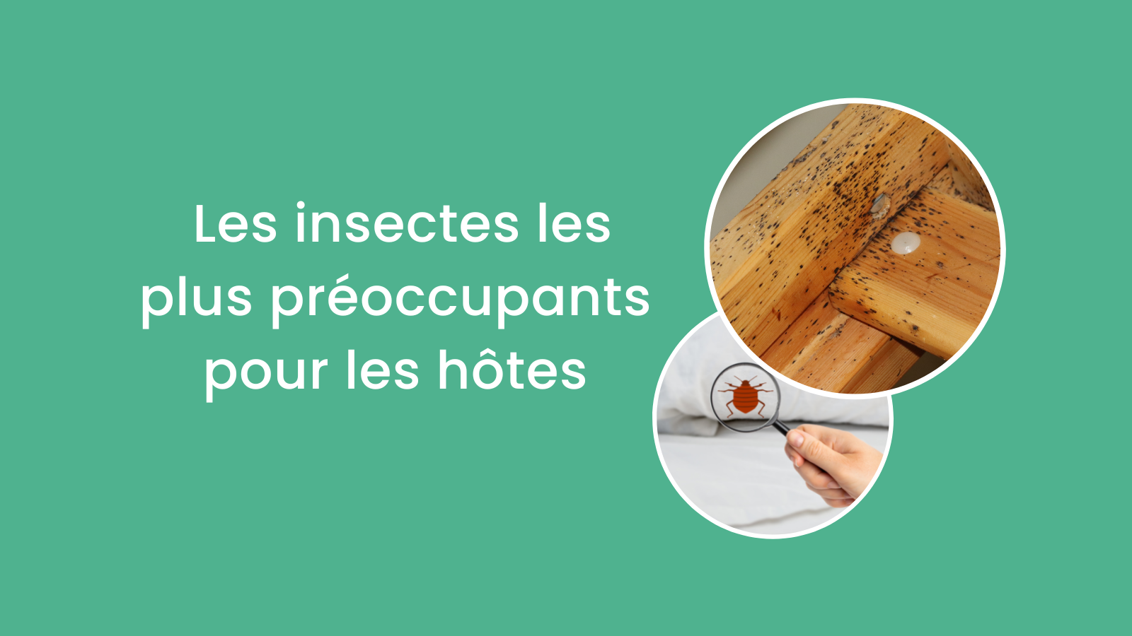 Des invités indésirables : les insectes les plus préoccupants pour les hôtes