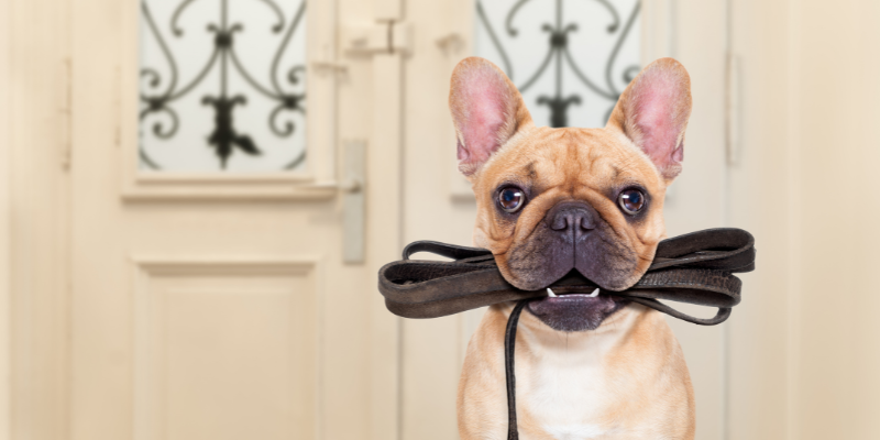 A Guide for UK Pet Owners: Securely Sharing Your Home Key with a Dog Walker