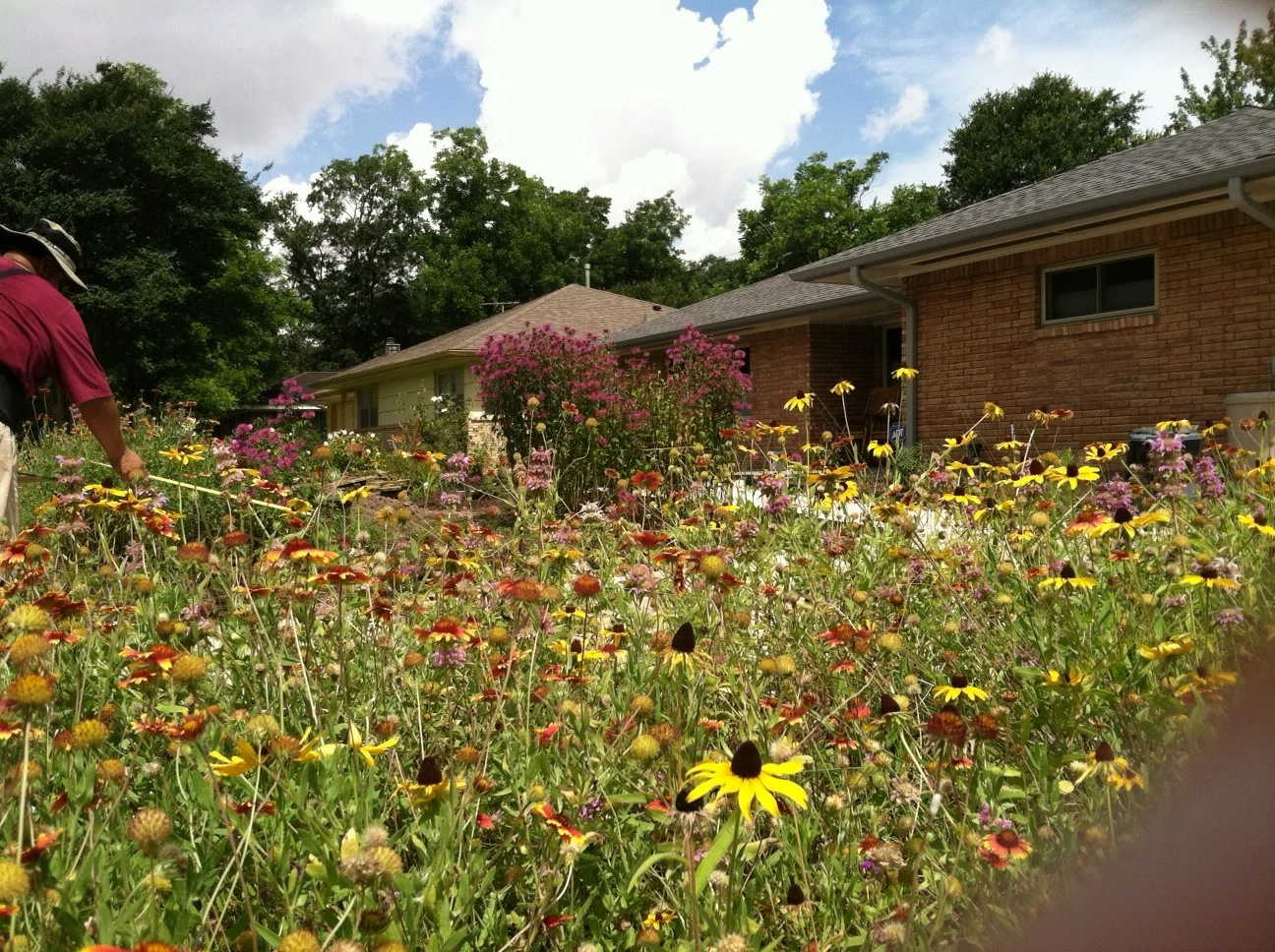 Wildflowers Lure Butterflies to Yard