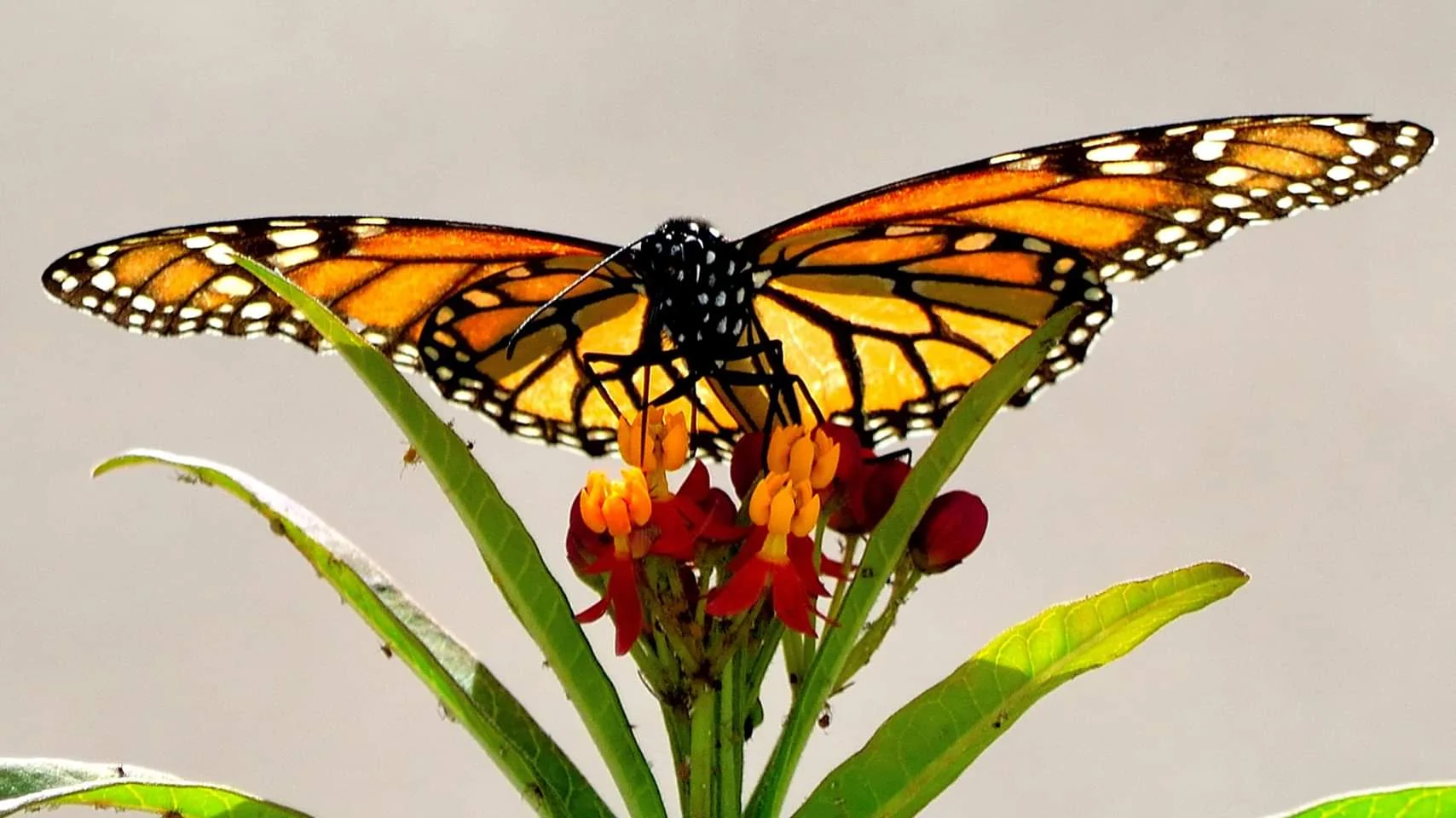 West 11th Street Park Update