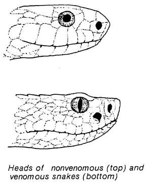 ven_nonven snakes