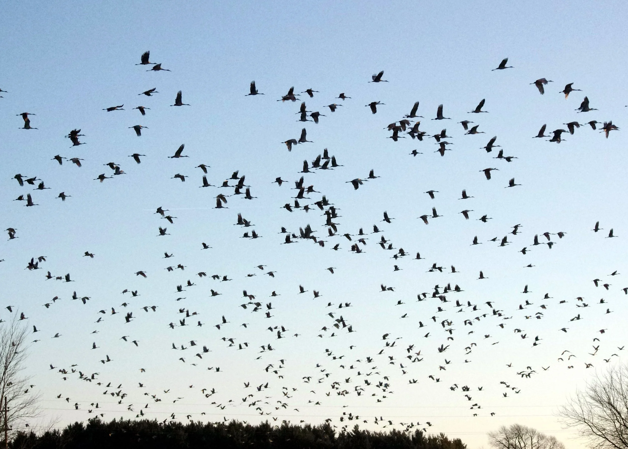 migrating-birds.jpg