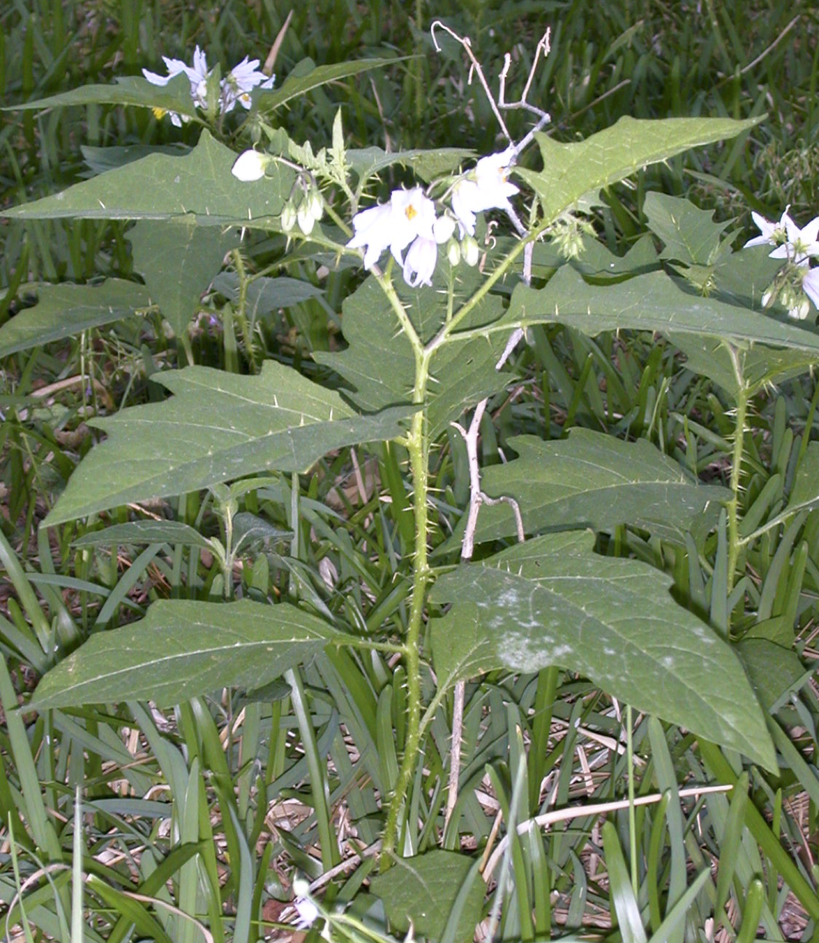 plant.png