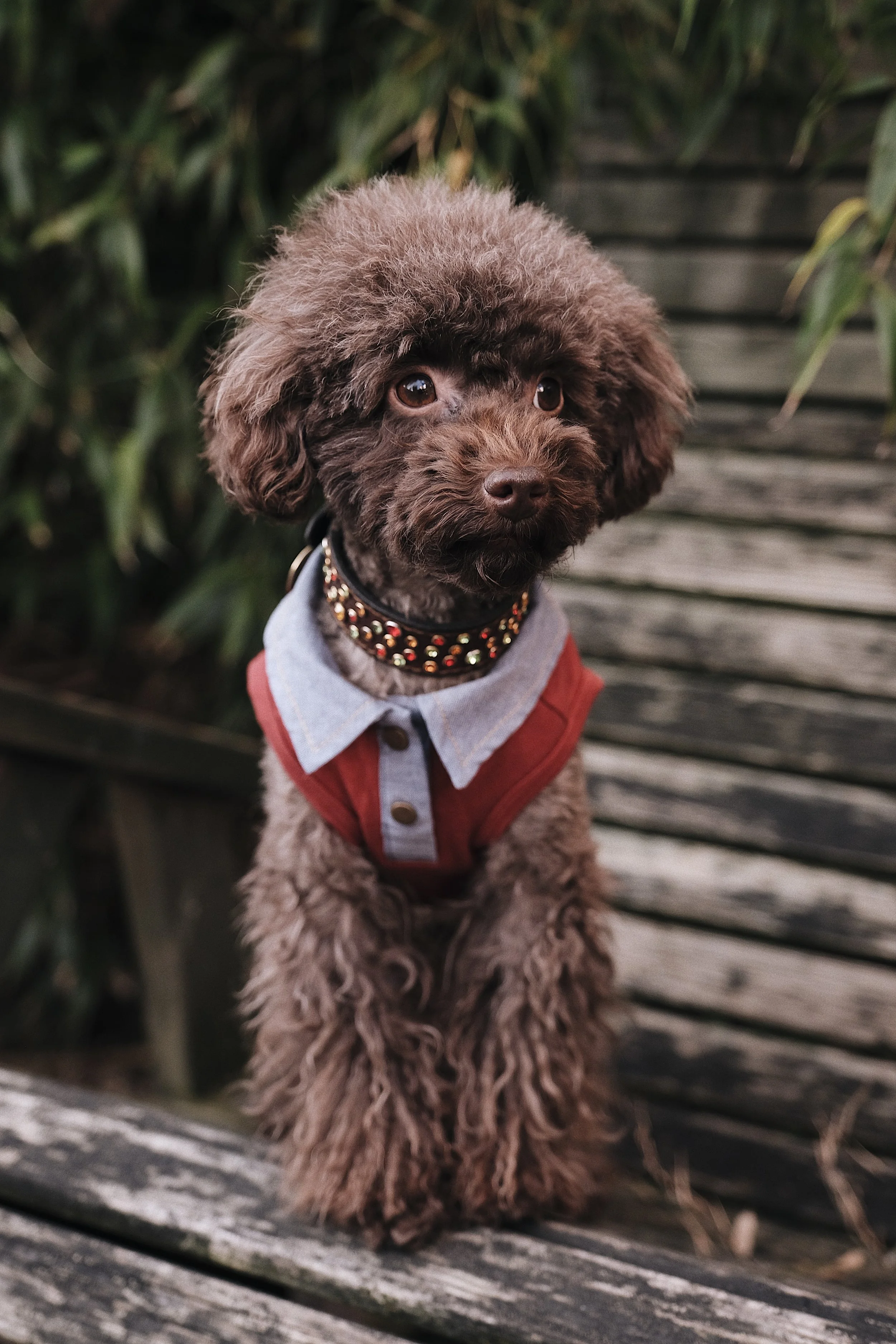 Project Dogway Membership Event