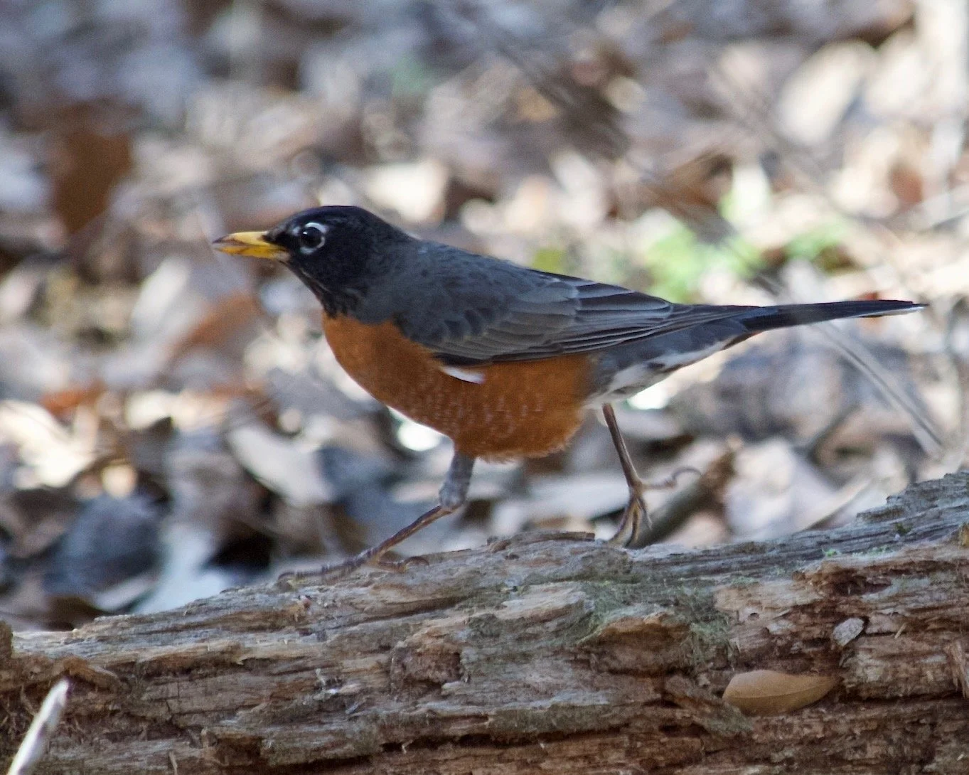 Early Bird Morning Mindfulness at the Lorraine Cherry Nature Preserve