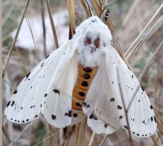 Moth Night at the Preserve