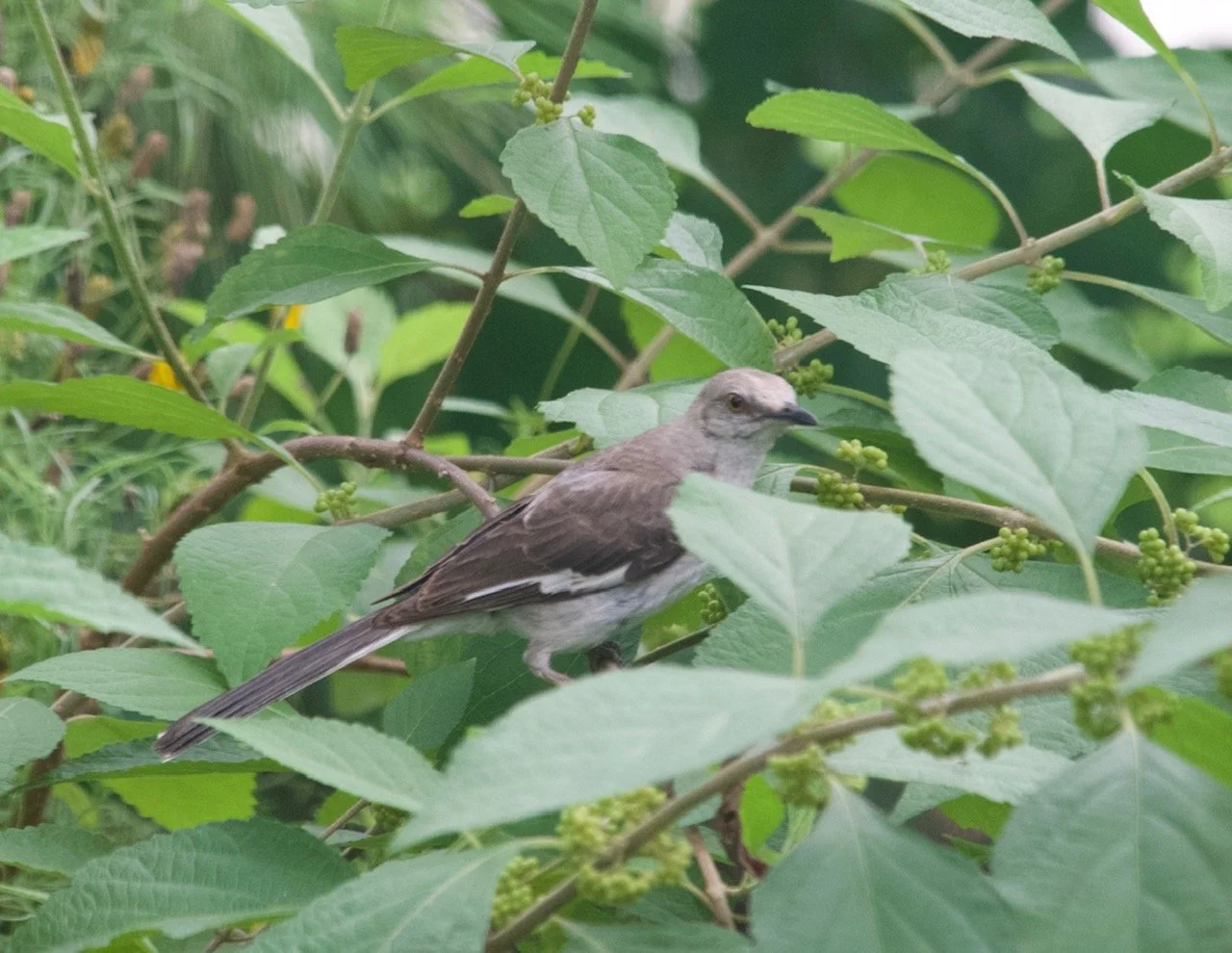 Scout-led Scavenger Hunt at the Preserve