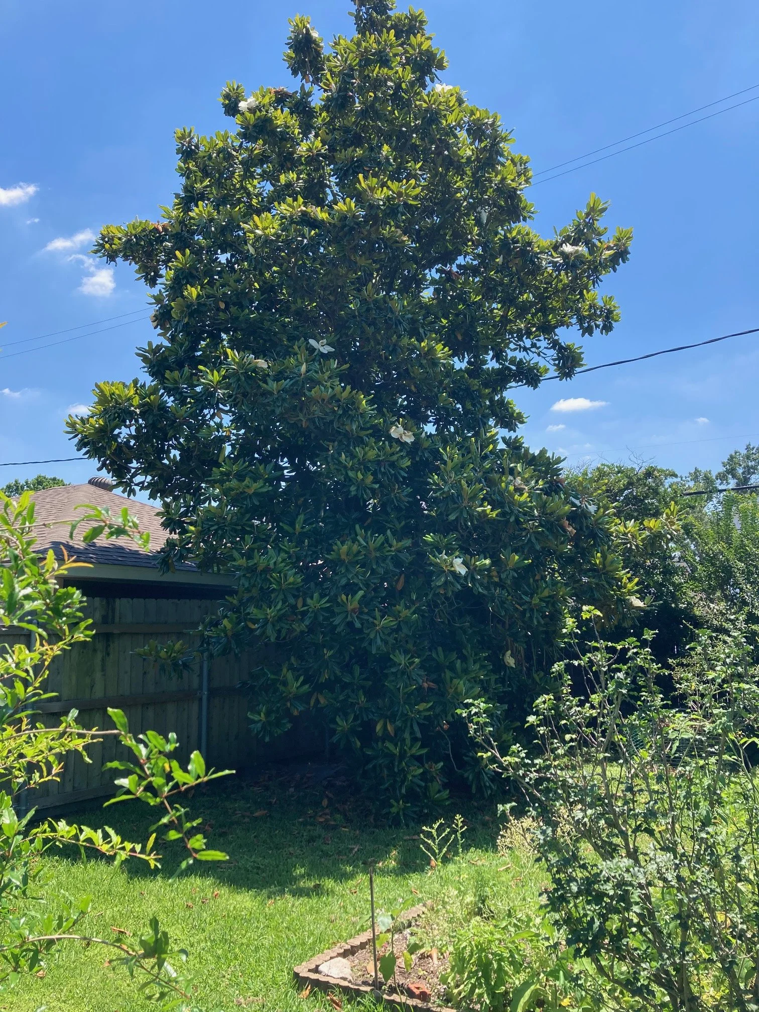Trees for Timbergrove