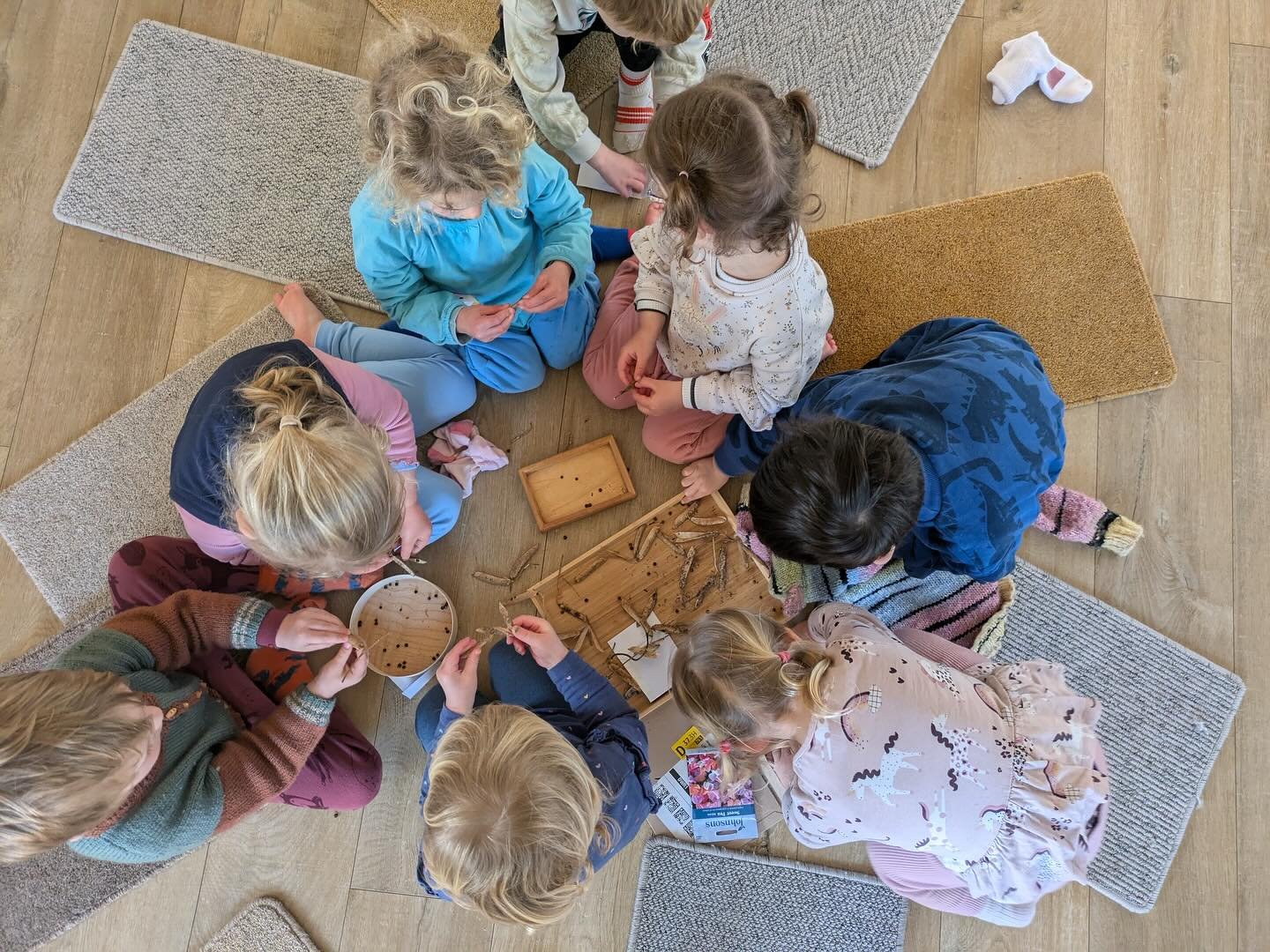 ~Nurturing attention and joy~ 🌸Planting the seeds of spring 🌺 Our Friday group have been getting the garden ready for spring. They carefully shelled the dried sweet pea pods we had gathered in the autumn and planted the seeds. Now it&rsquo;s up to 
