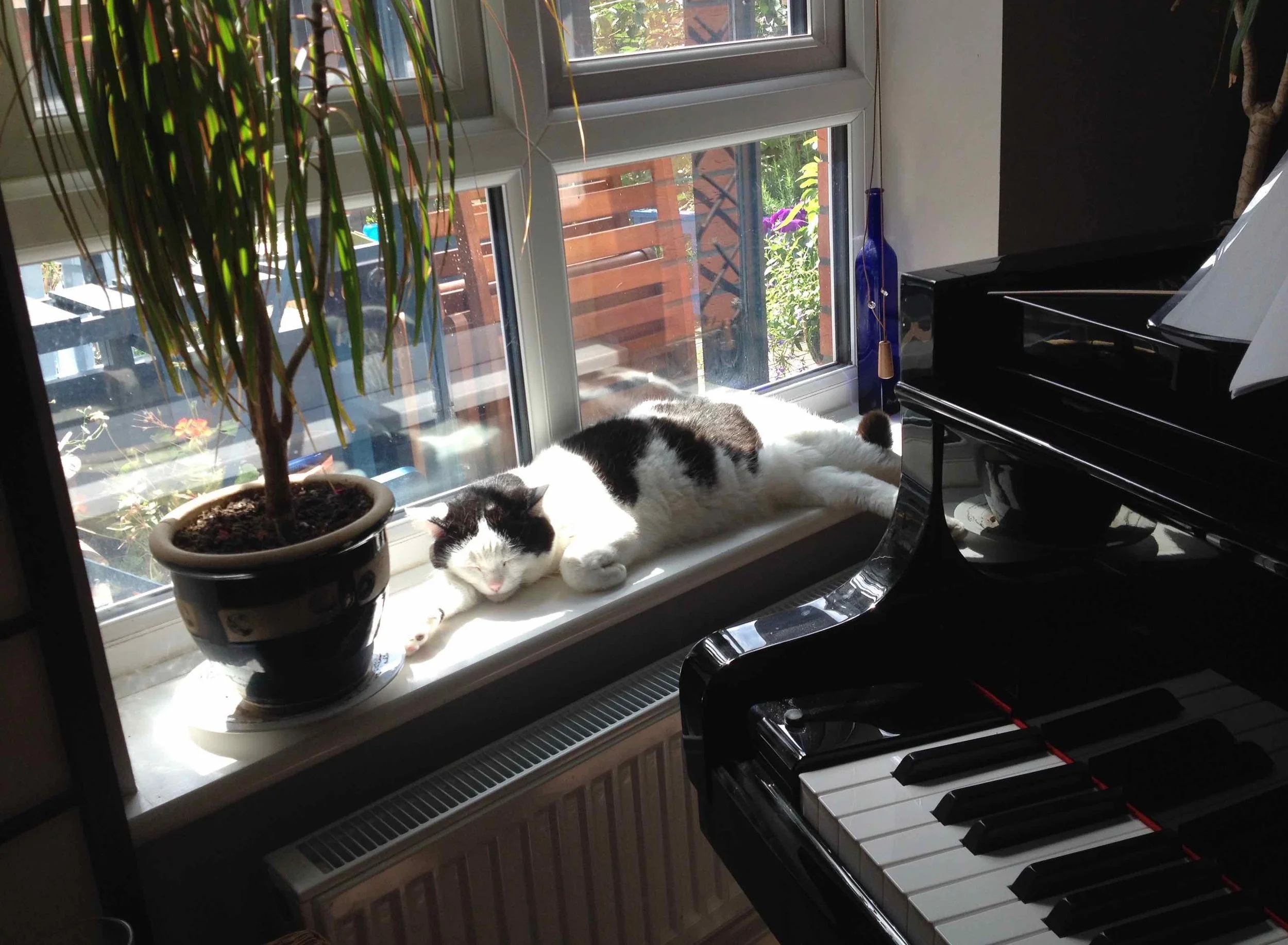 Lucky the cat and Jean’s grand piano
