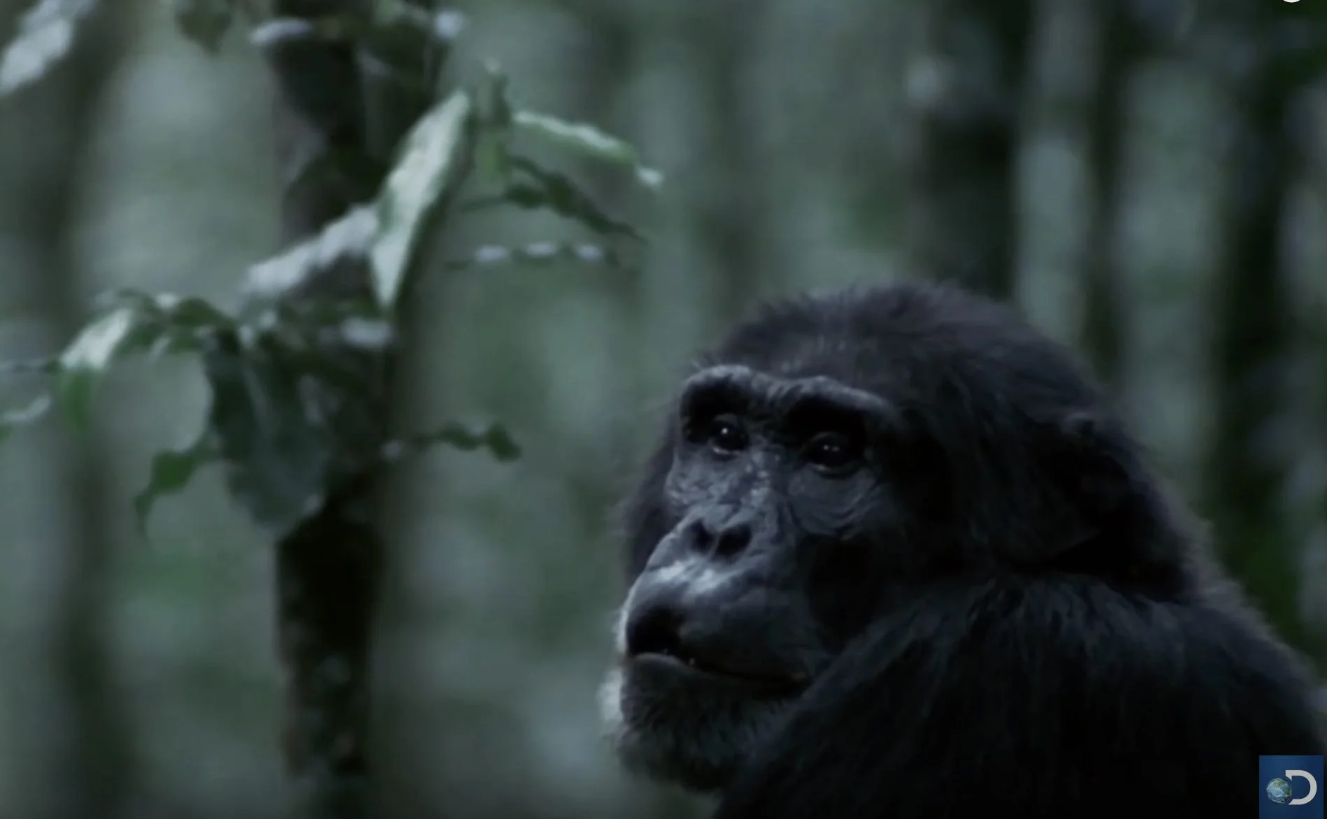 Rise of the Warrior Apes