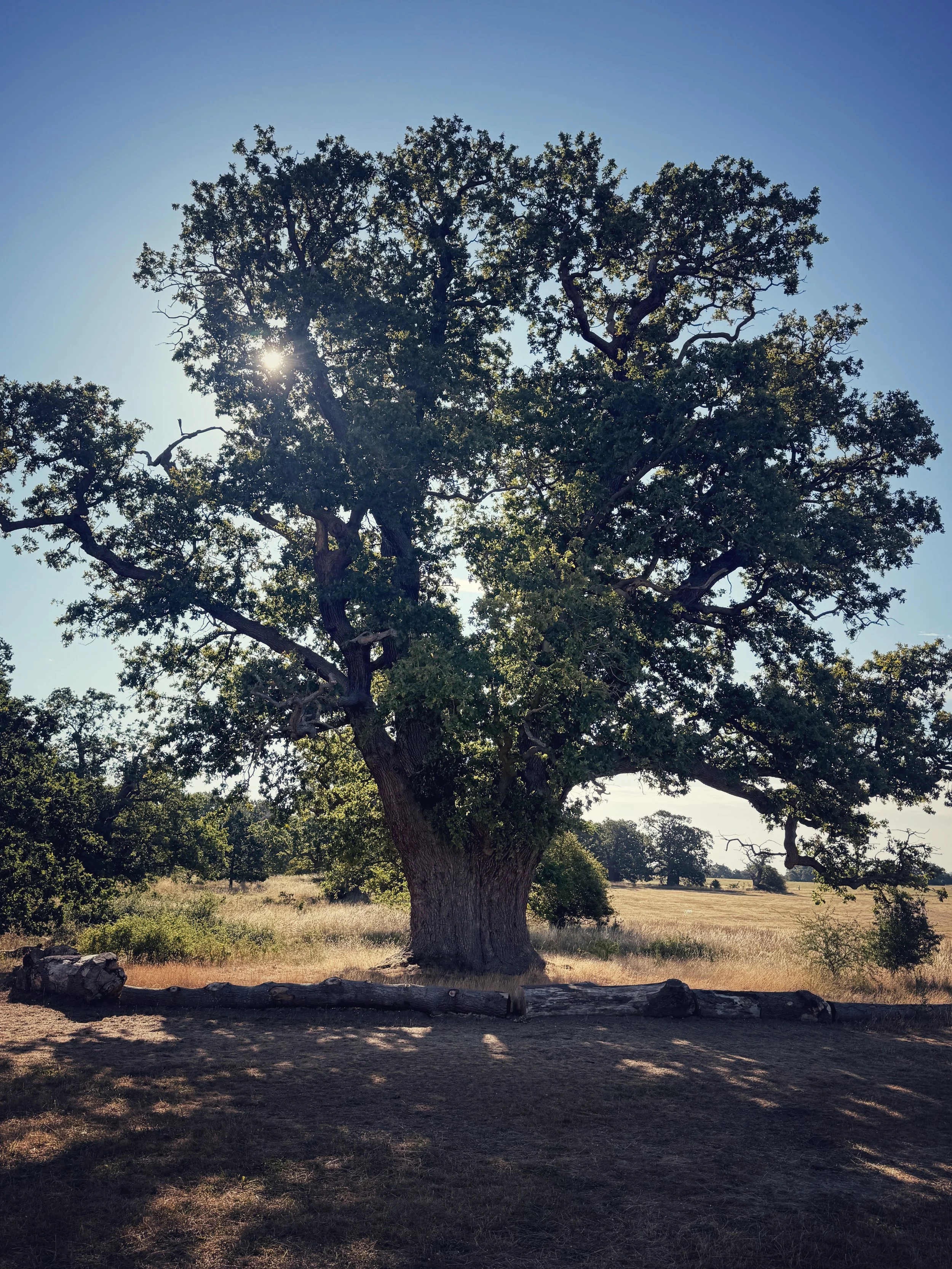 Let Yourself Be Here Too | The Quiet Oak