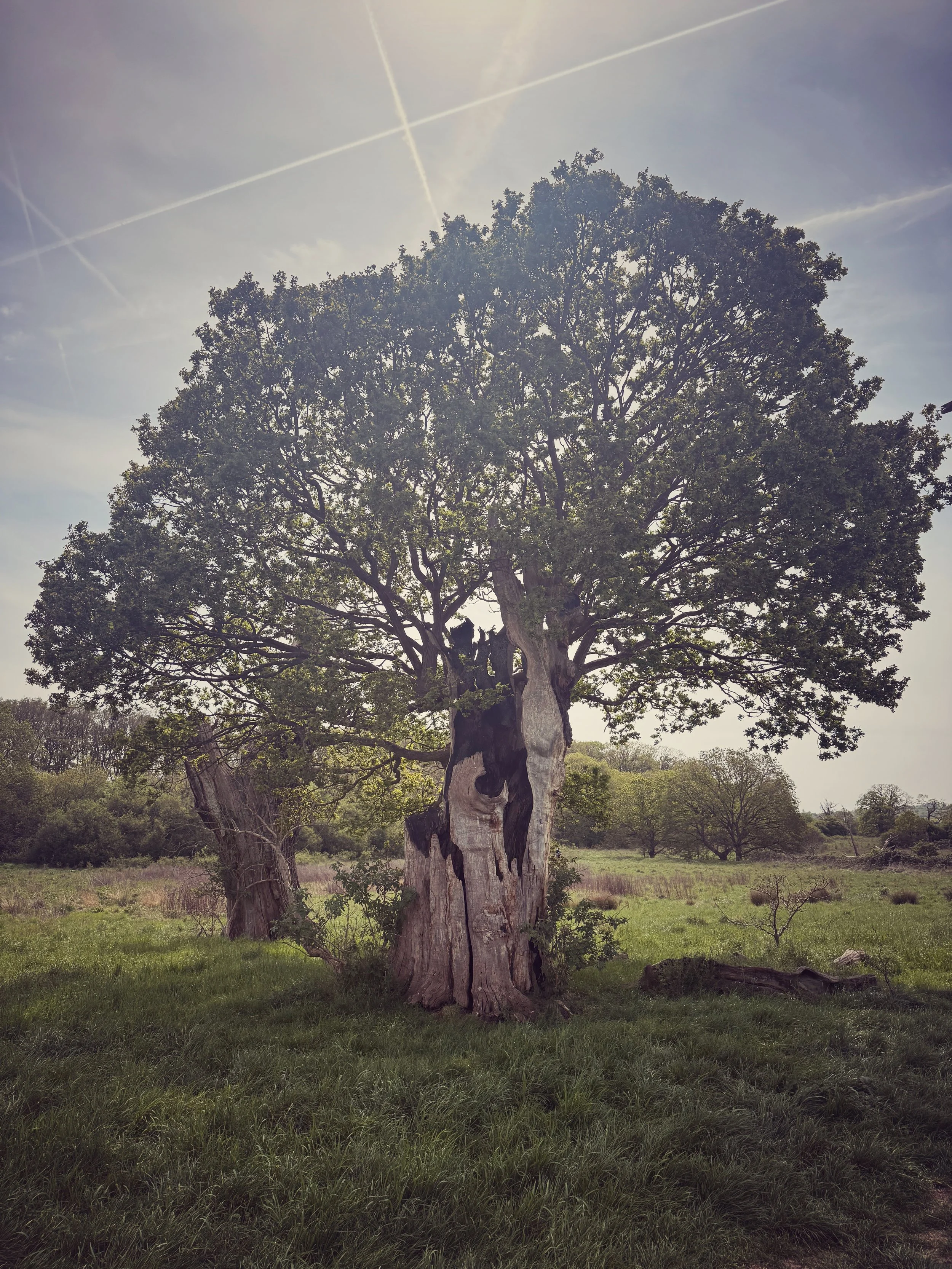 Ancient oak tree growing from a hollowed trunk in Windsor Great Park
