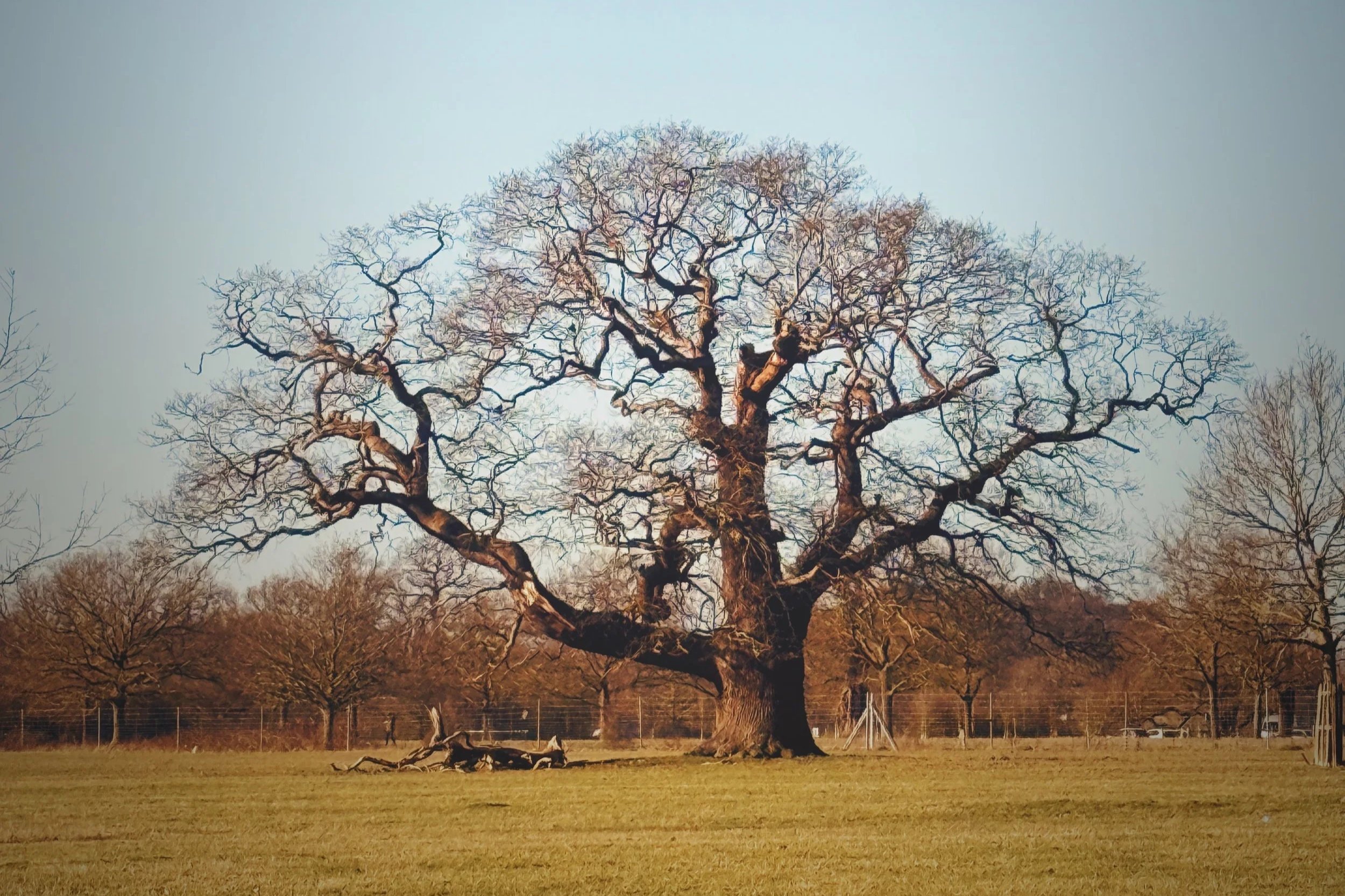 I am in love with the Oaks