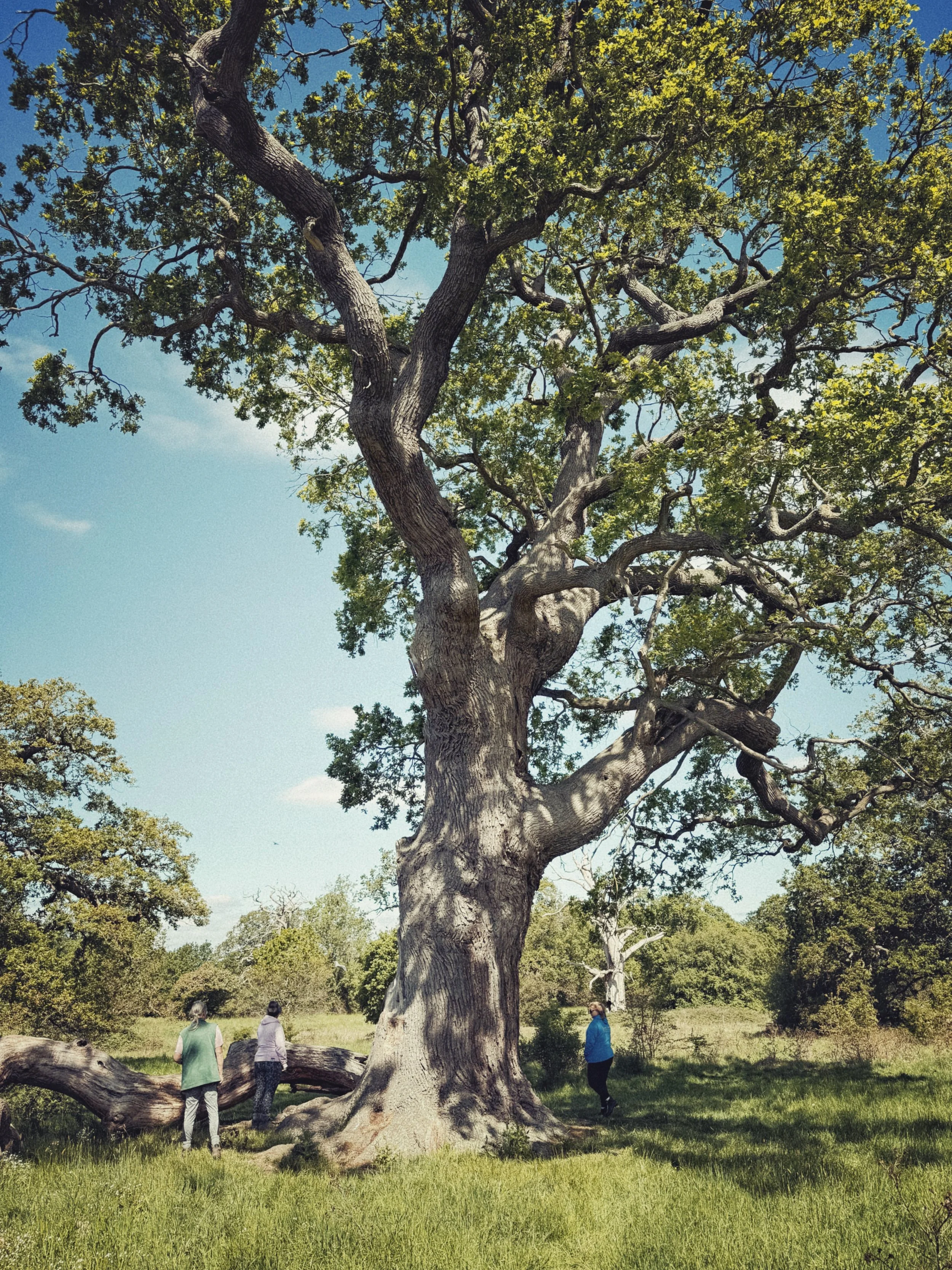 People standing beside an ancient oak in Windsor Great Park during an Open Leadership exploration session.