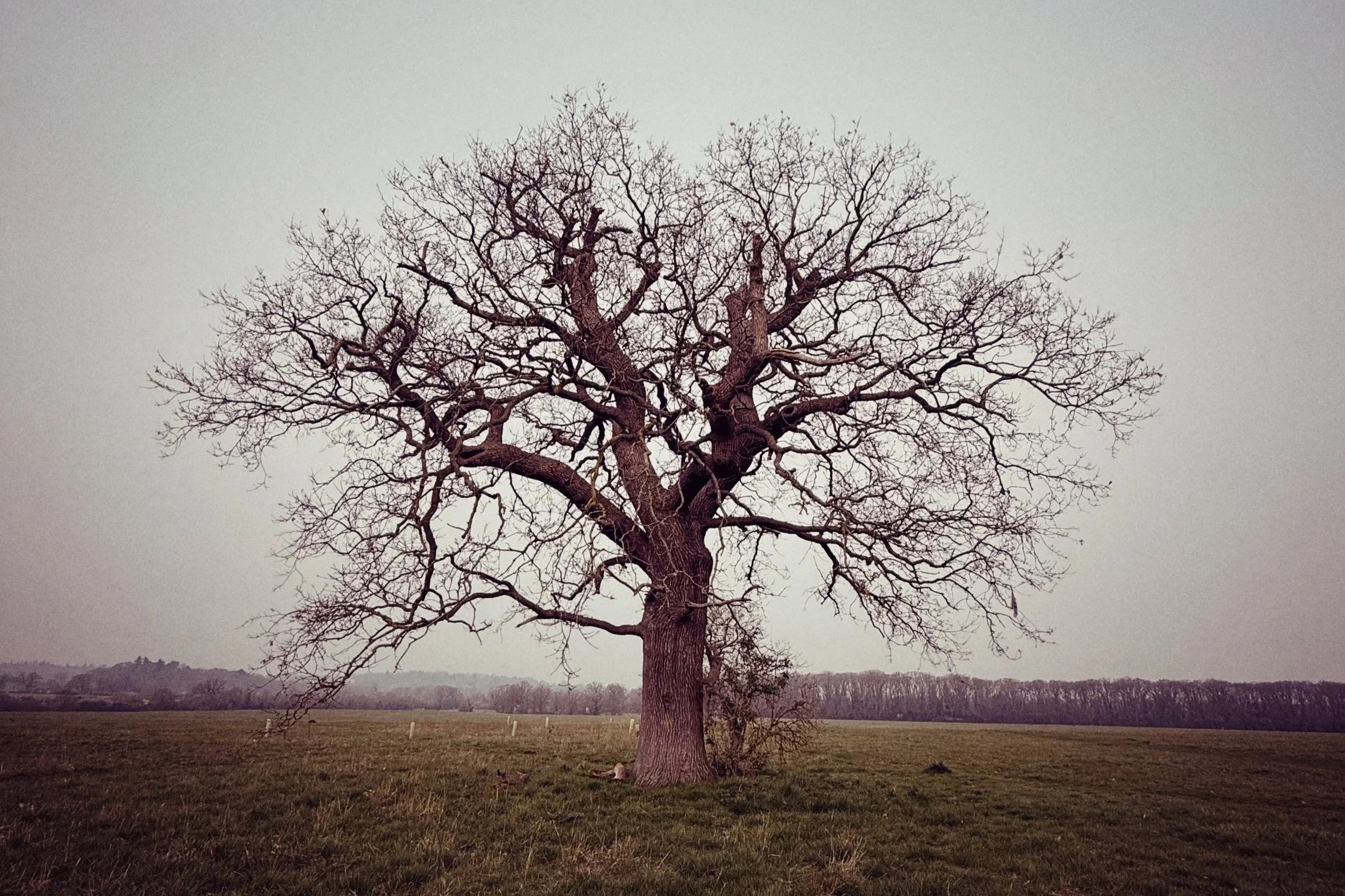 The Practice of Not Knowing (An Oak Walk) -- On curiosity, surrender, and being led by the living world