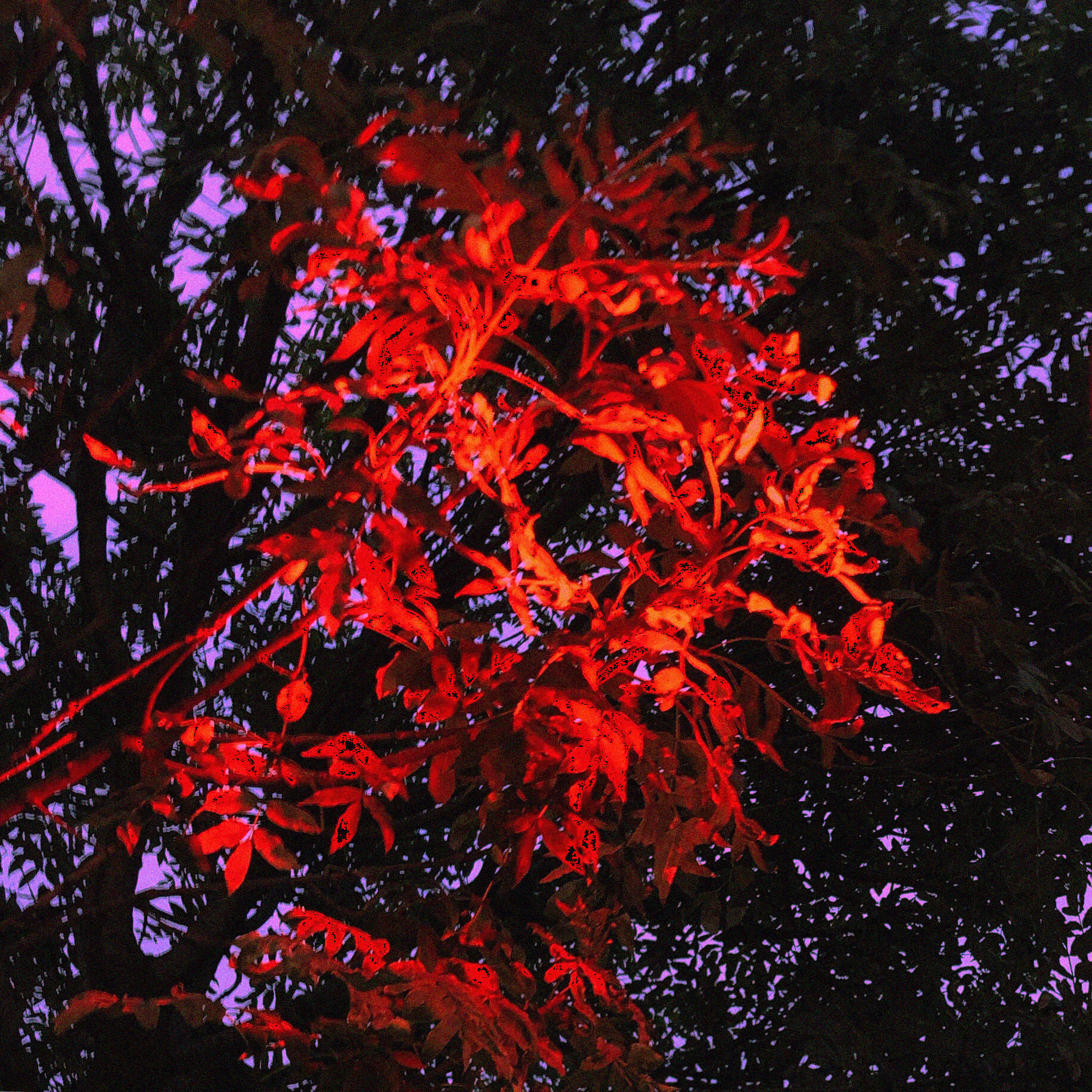 red_leaves.JPG