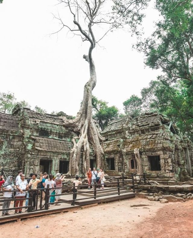 Damm that's some strong roots! @aktravel_usa ⁣
⁣
#cambodia #roots #temples #exploring #lostinthejungle