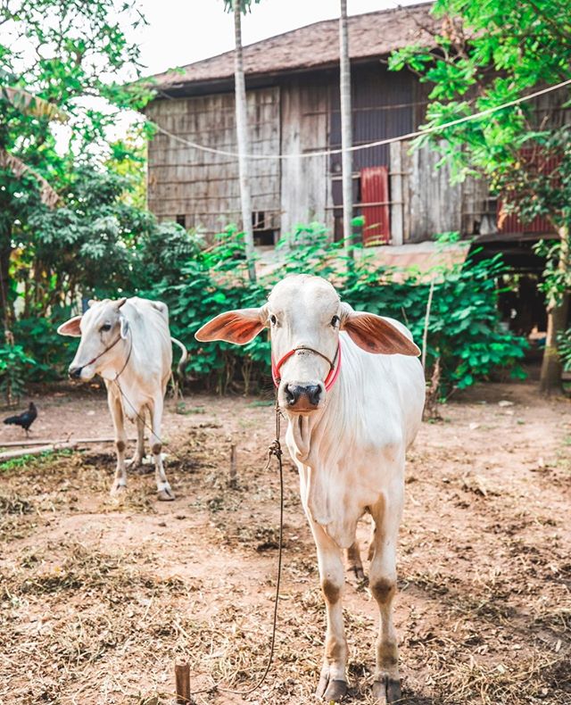 Meeting the locals! @aktravel_usa #cambodia #cows #travel #exploring #wheresweiler