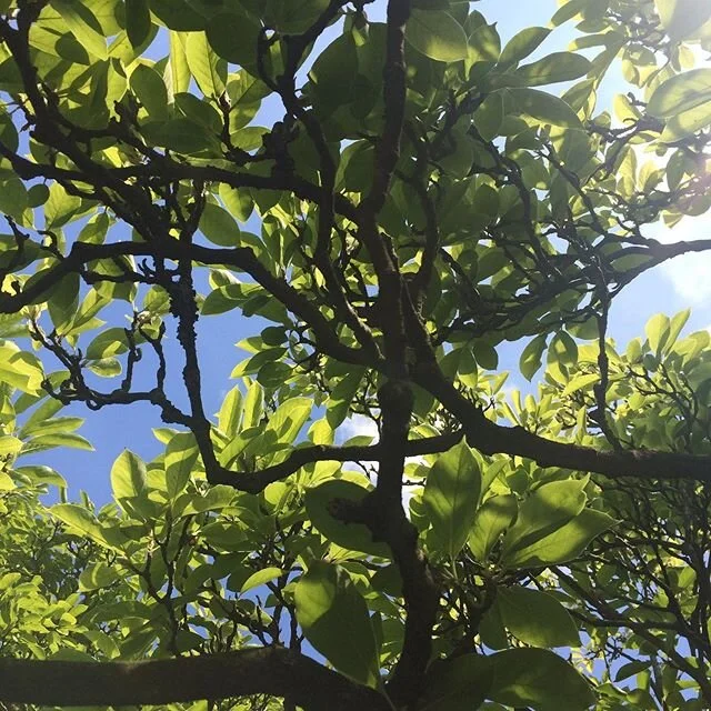 Embracing a slower pace of life &sim; just sharing a little poem with you today
⠀
&ldquo; What is this life if, full of care,
We have no time to stand and stare.
No time to stand beneath the boughs
And stare as long as sheep or cows.
No time to see, 