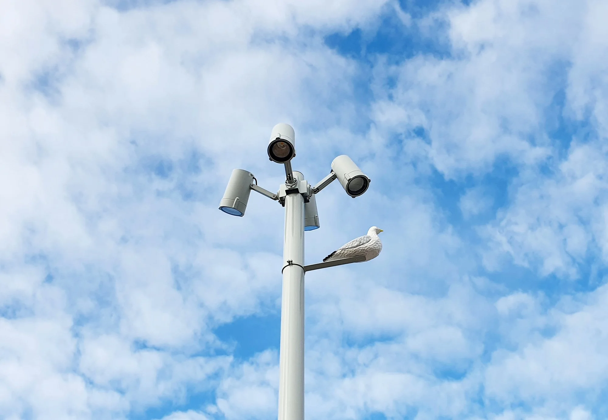 Lokki in the sky(light).jpg