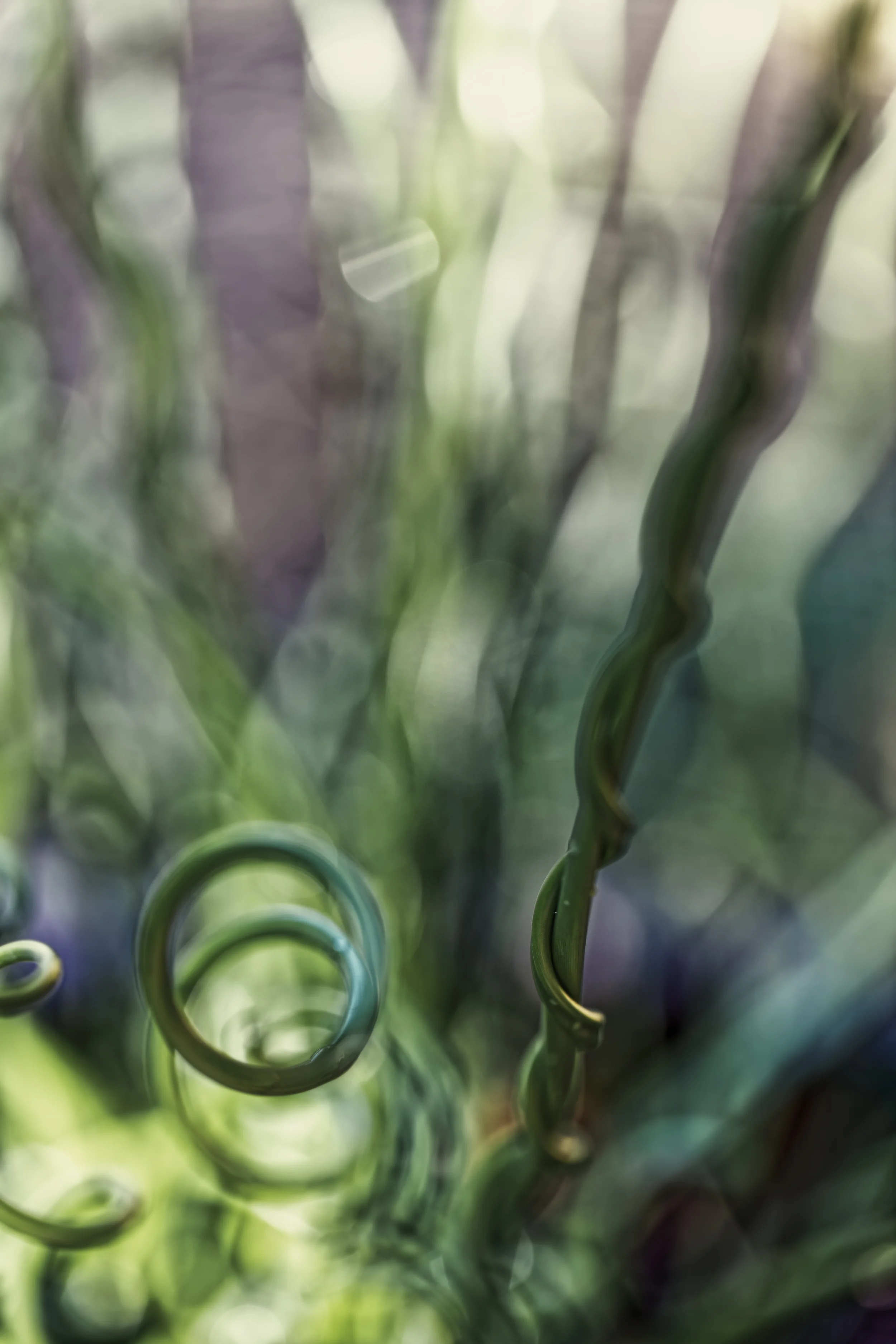 James Norton : Floral Study 2