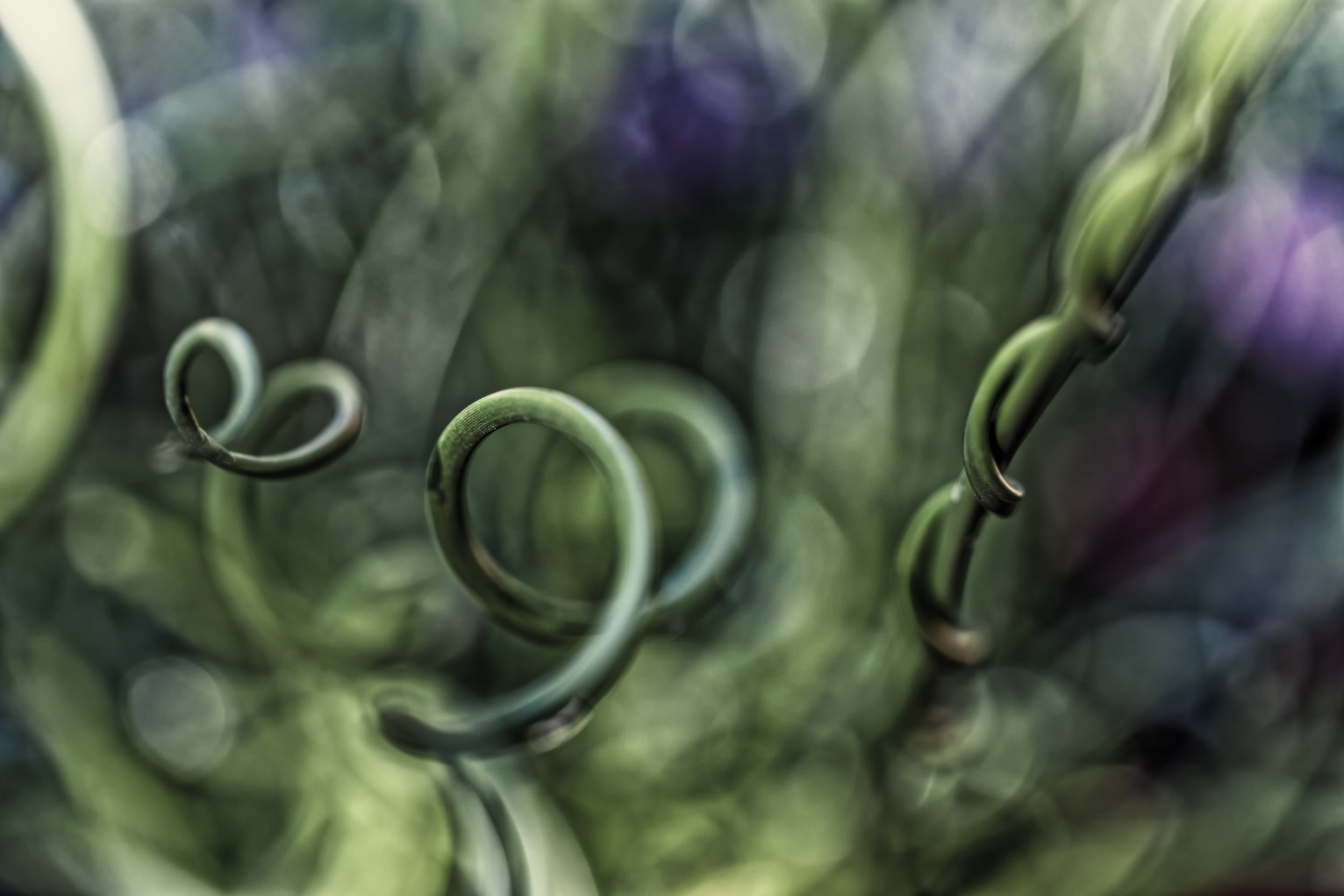 JEN_Floral Study 1_web-4.jpg