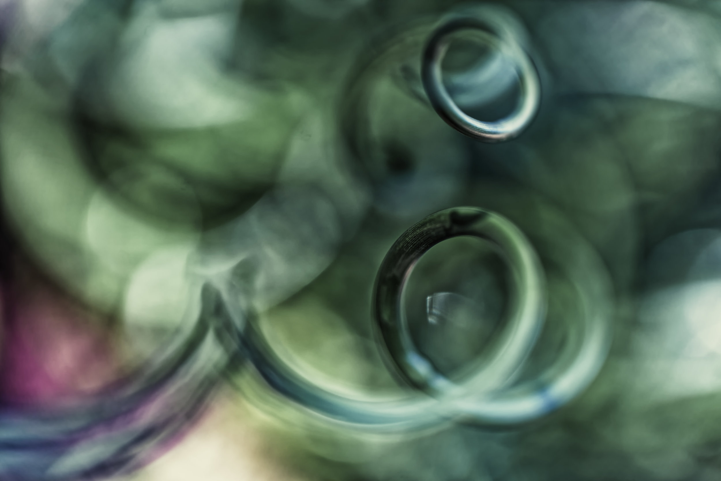 James Norton : Floral Studies 5