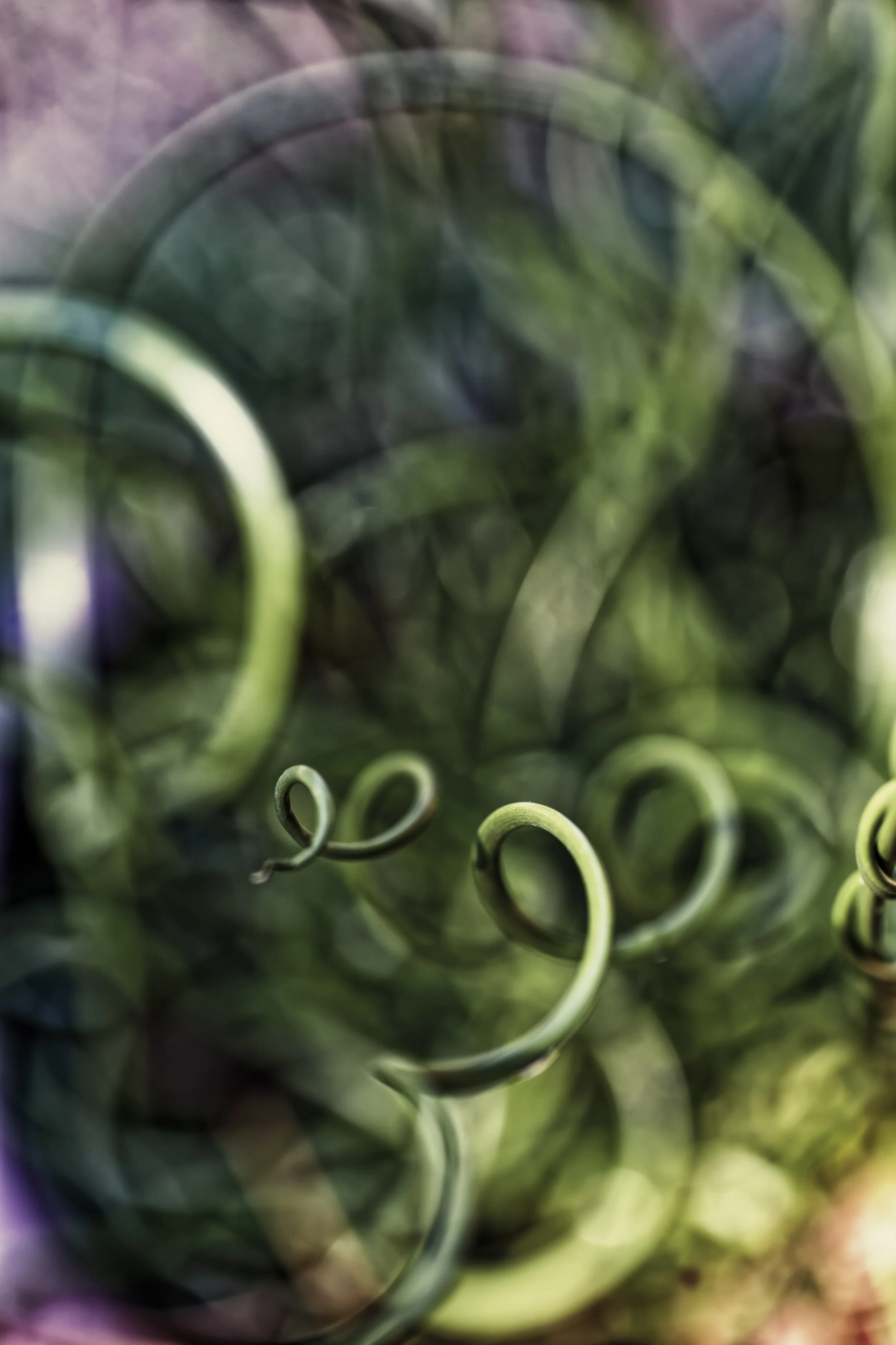 James Norton : Floral Studies 8