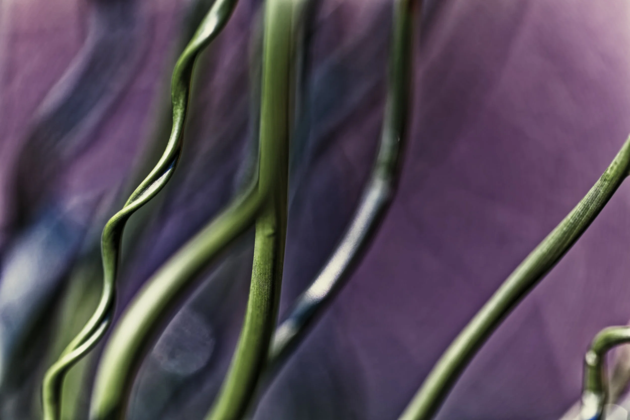 JEN_Floral Study 1_web-10.jpg