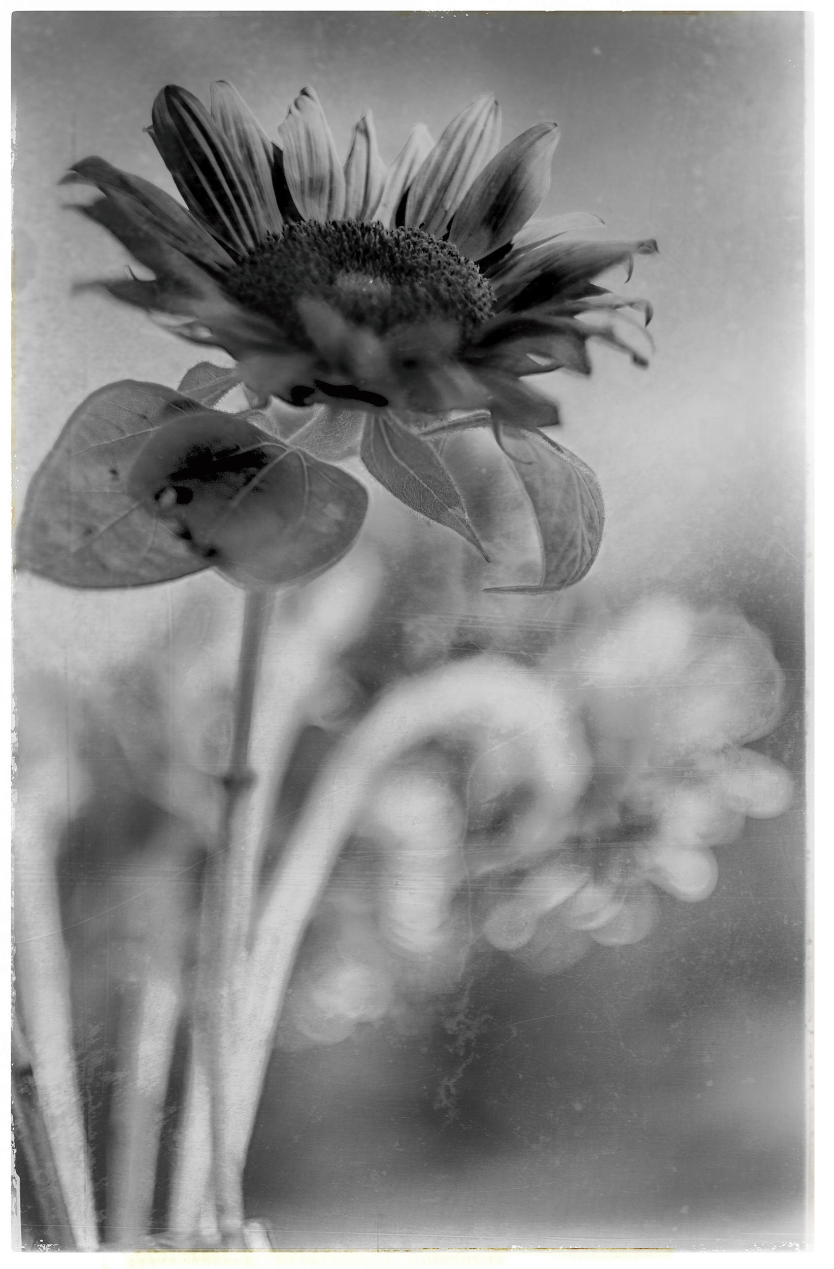 James Norton : Sunflower's Essence 2