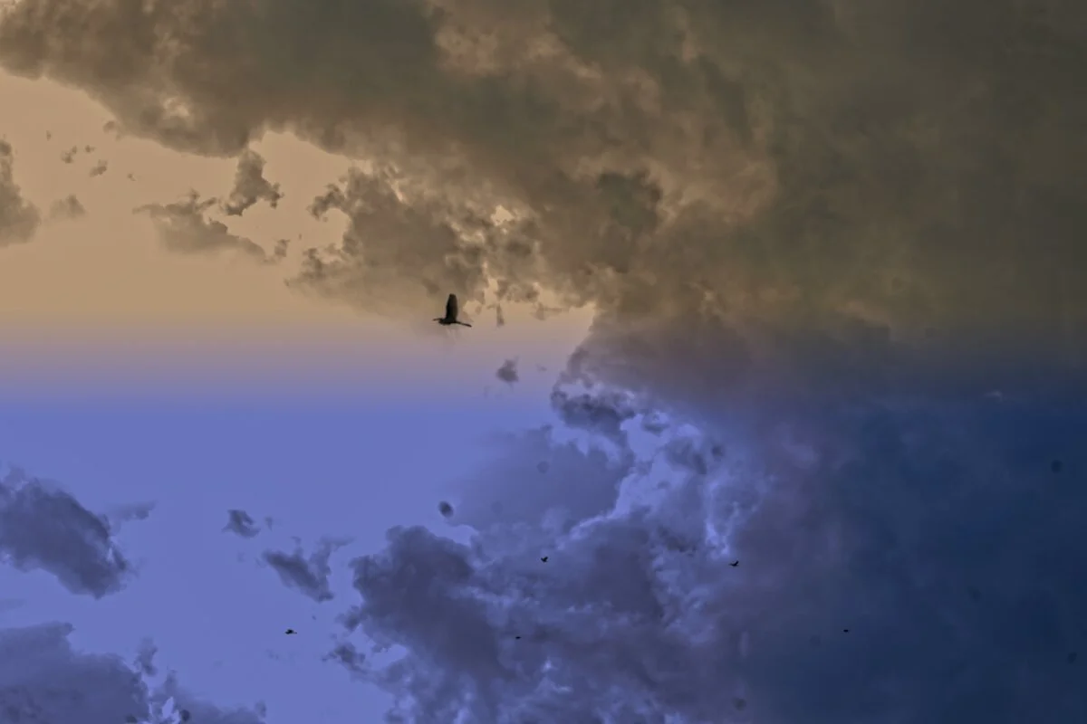 C.J. Pressma : Cajun Sky, 2020