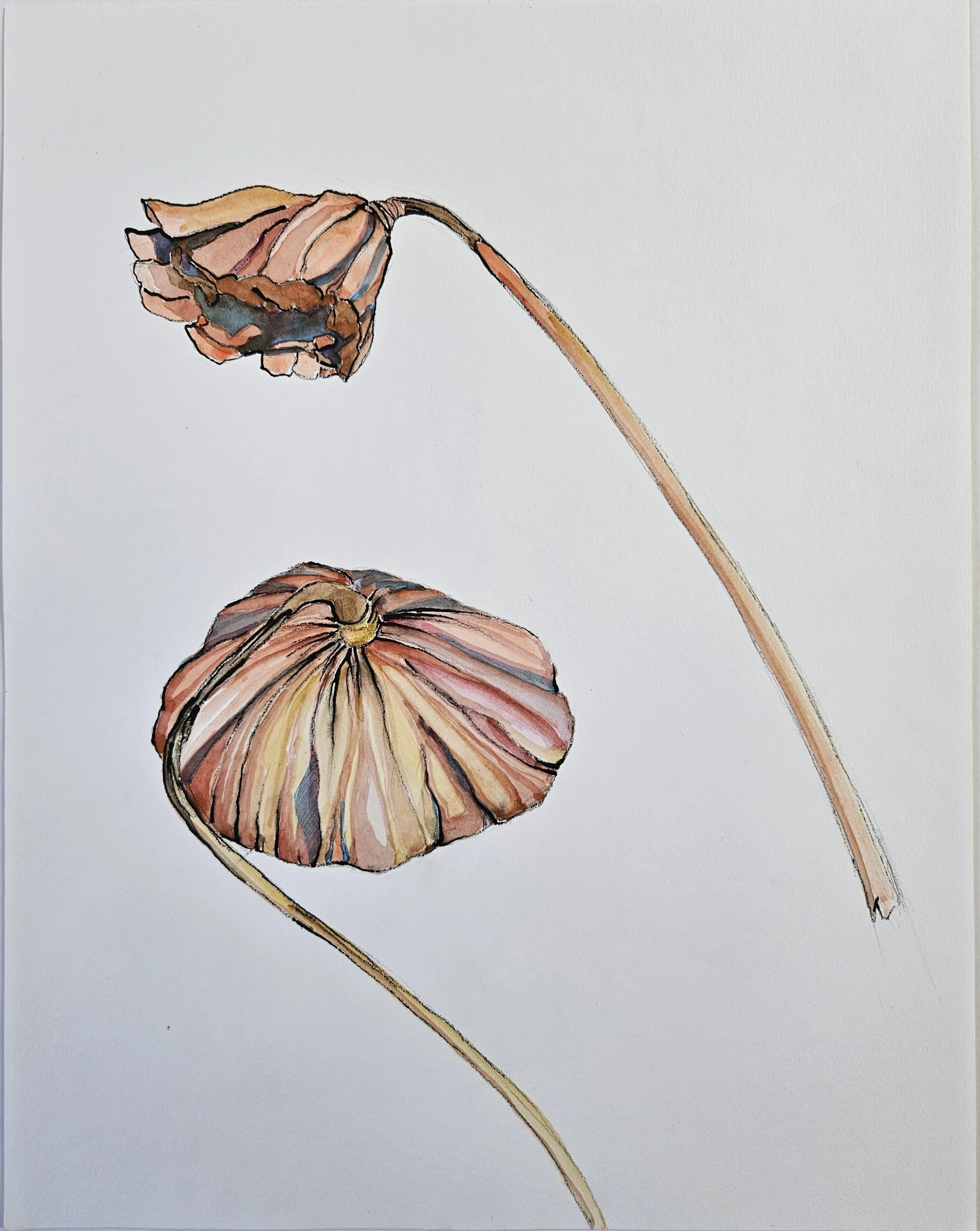 Lisa McMahan Schooling, Lotus Pod Dance