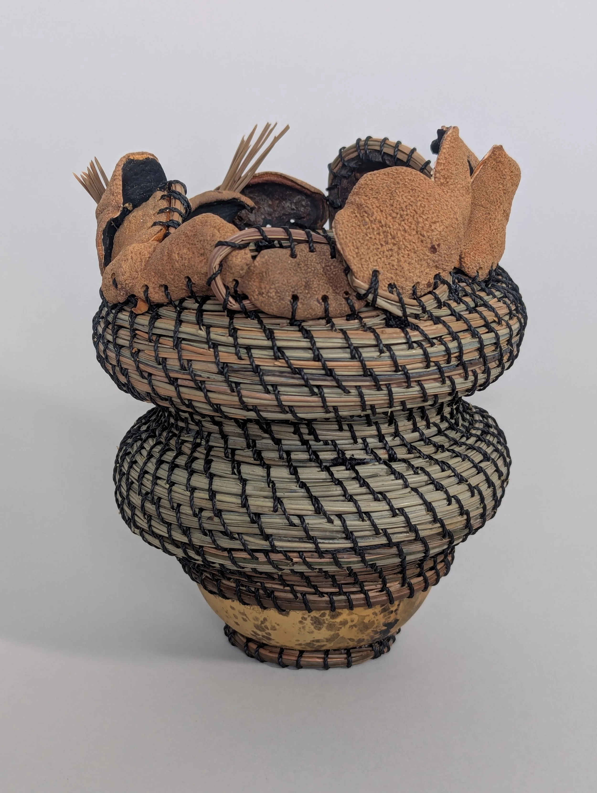 Sargent aesculus.jpg