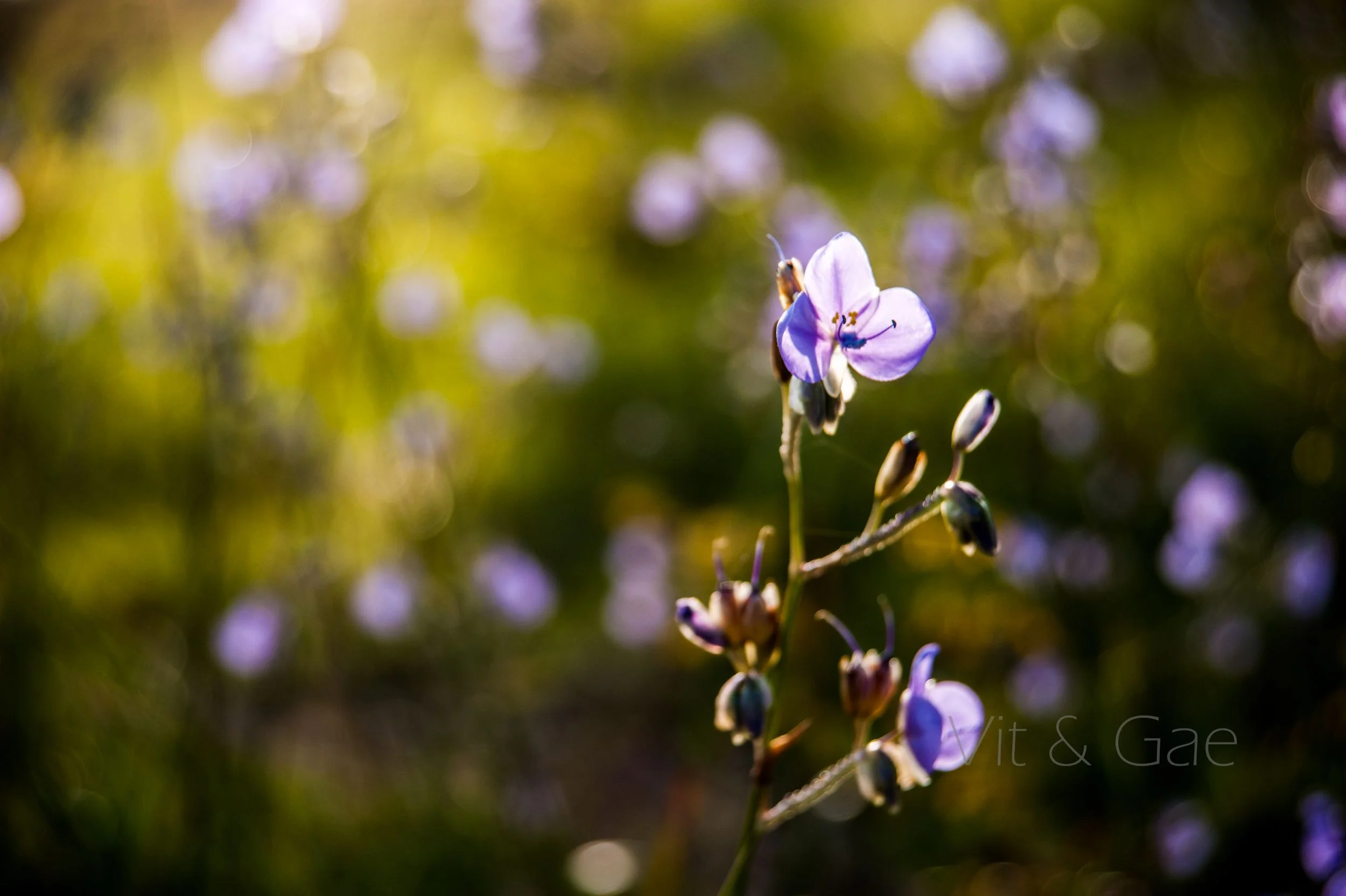 Phusoidao 2016-379_Resize.jpg