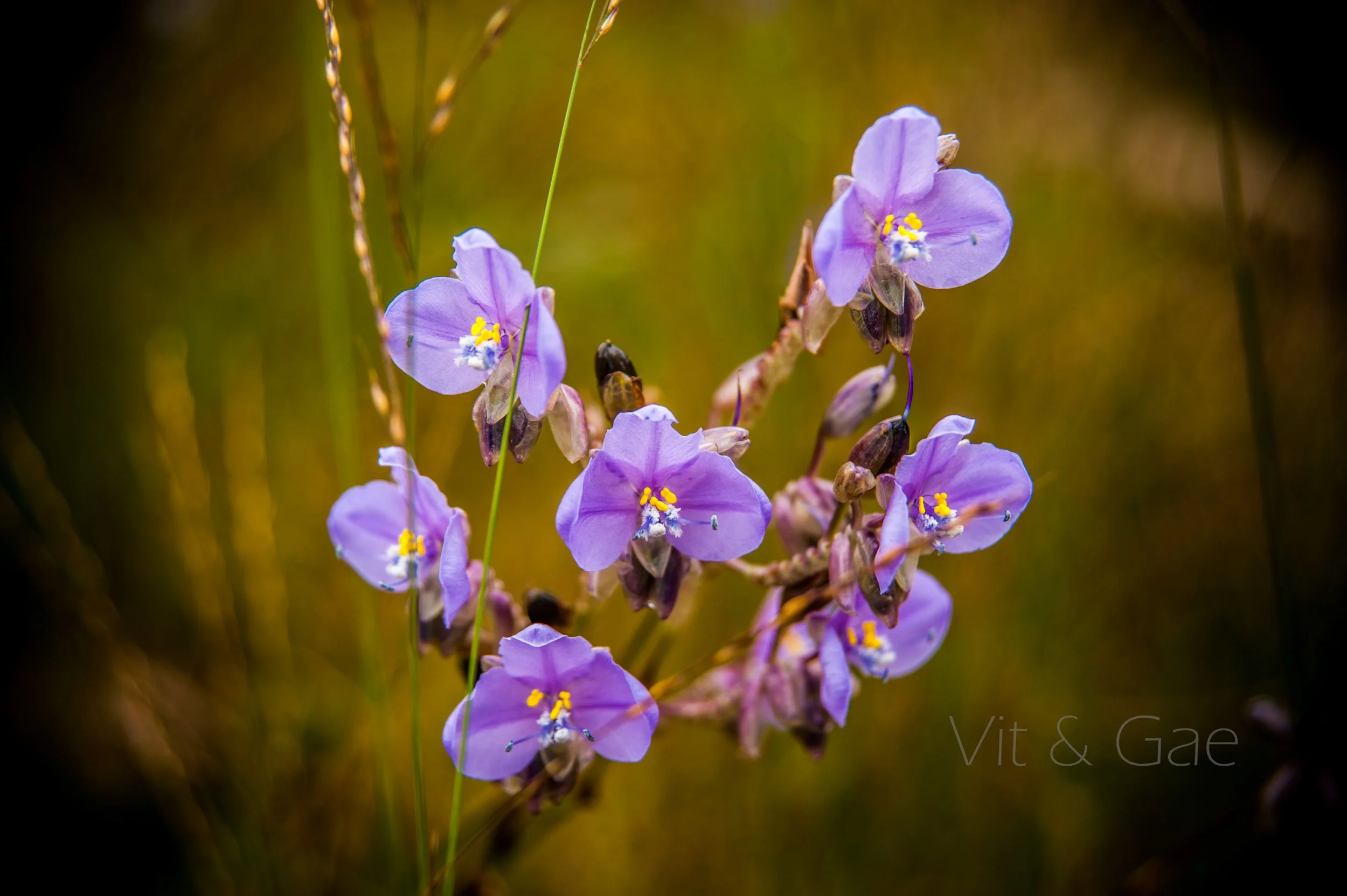 Phusoidao 2016-424_Resize.jpg