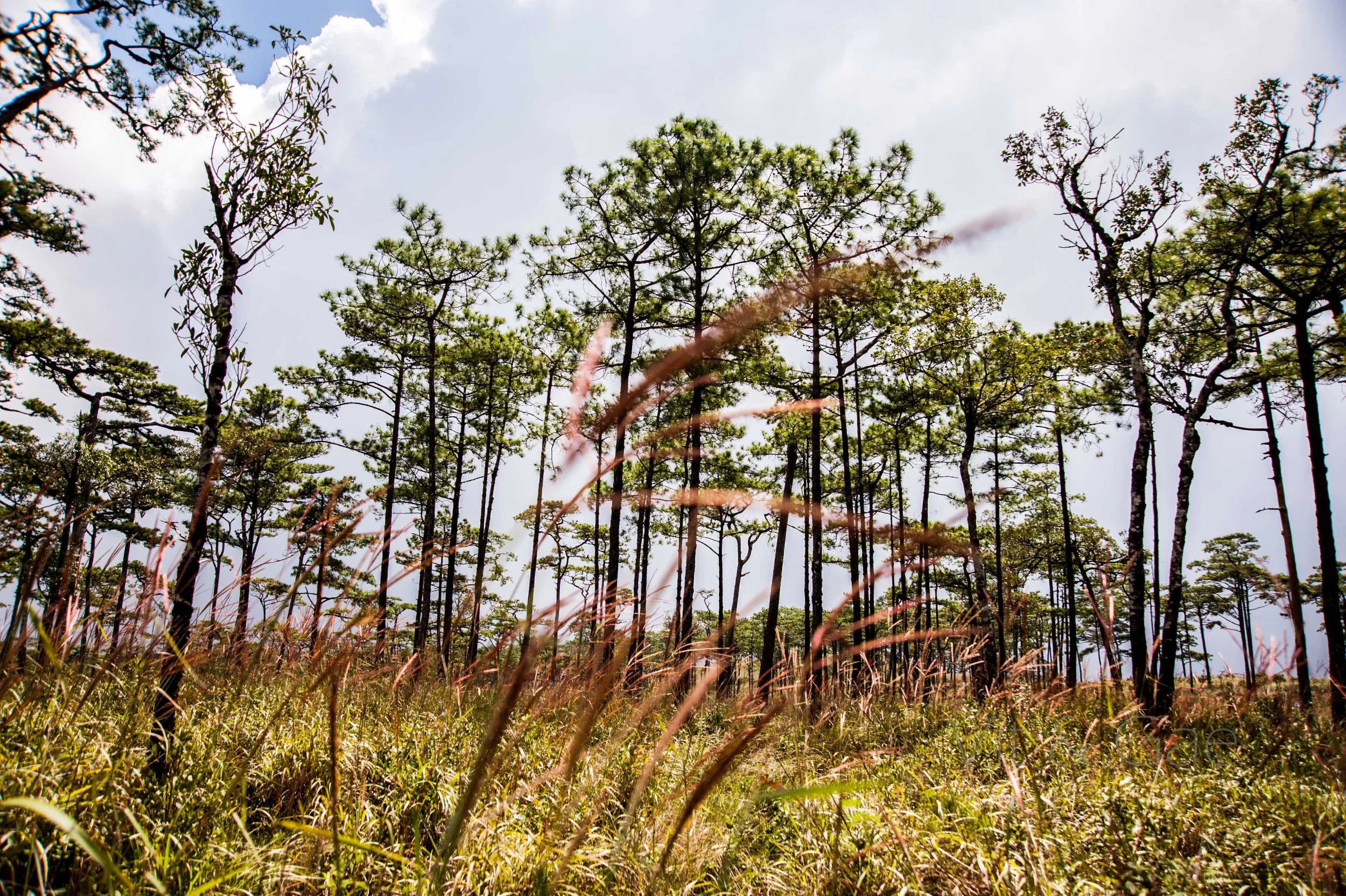 Phusoidao 2016-433_Resize.jpg