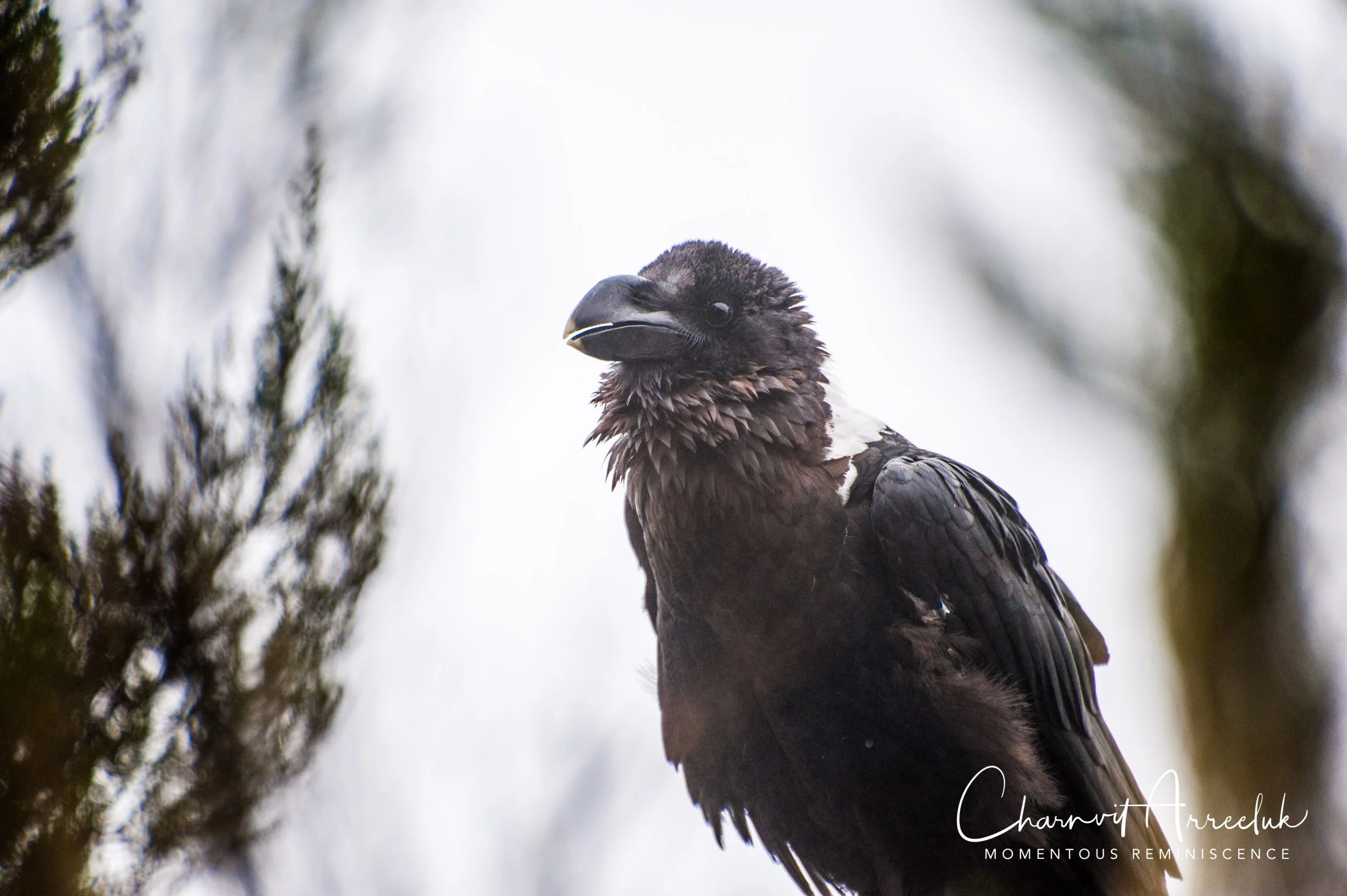 Kilimanjaro - Watermark-93_Resize.jpg