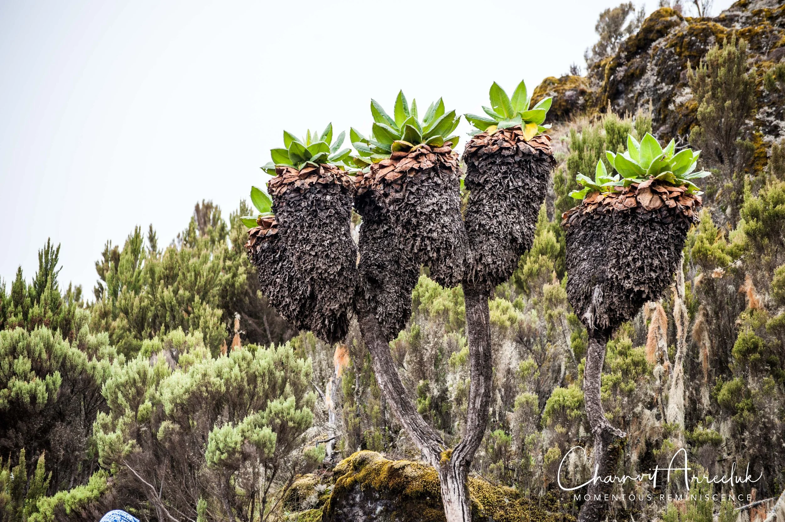 Kilimanjaro - Watermark-128_Resize.jpg
