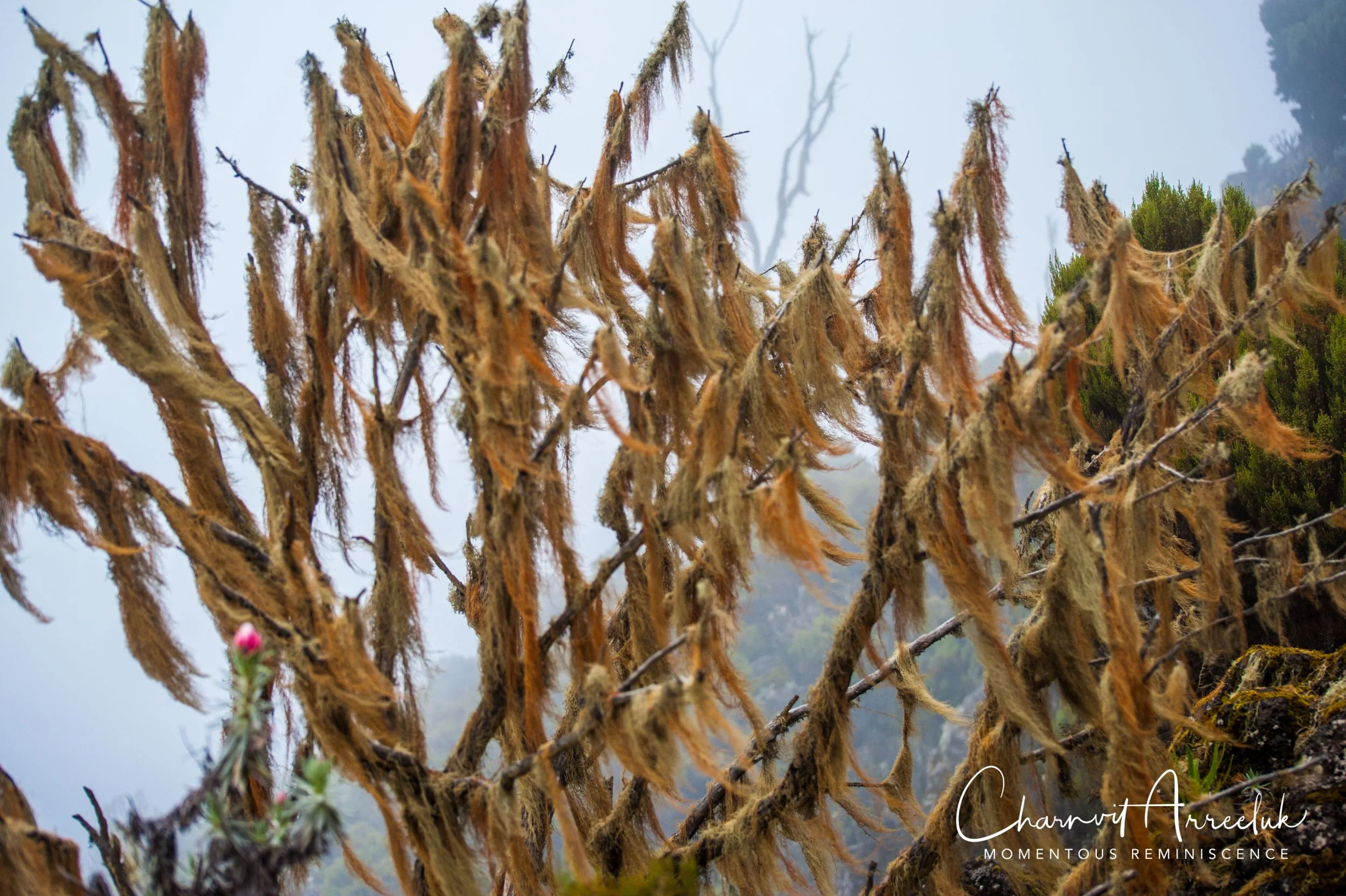 Kilimanjaro - Watermark-166_Resize.jpg