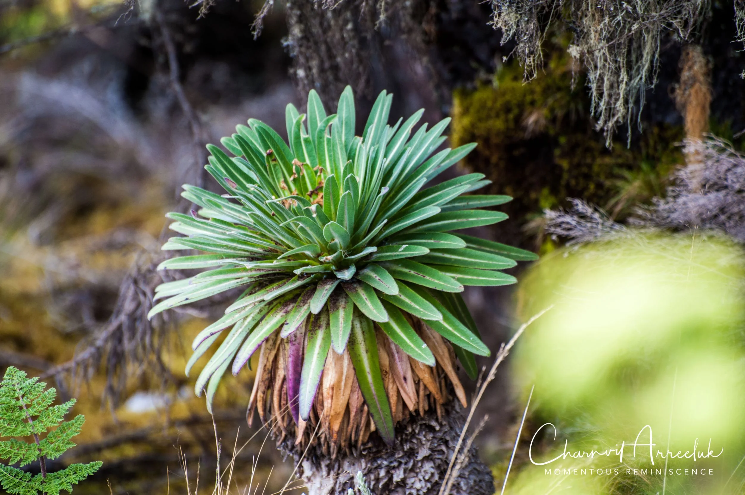 Kilimanjaro - Watermark-173_Resize.jpg