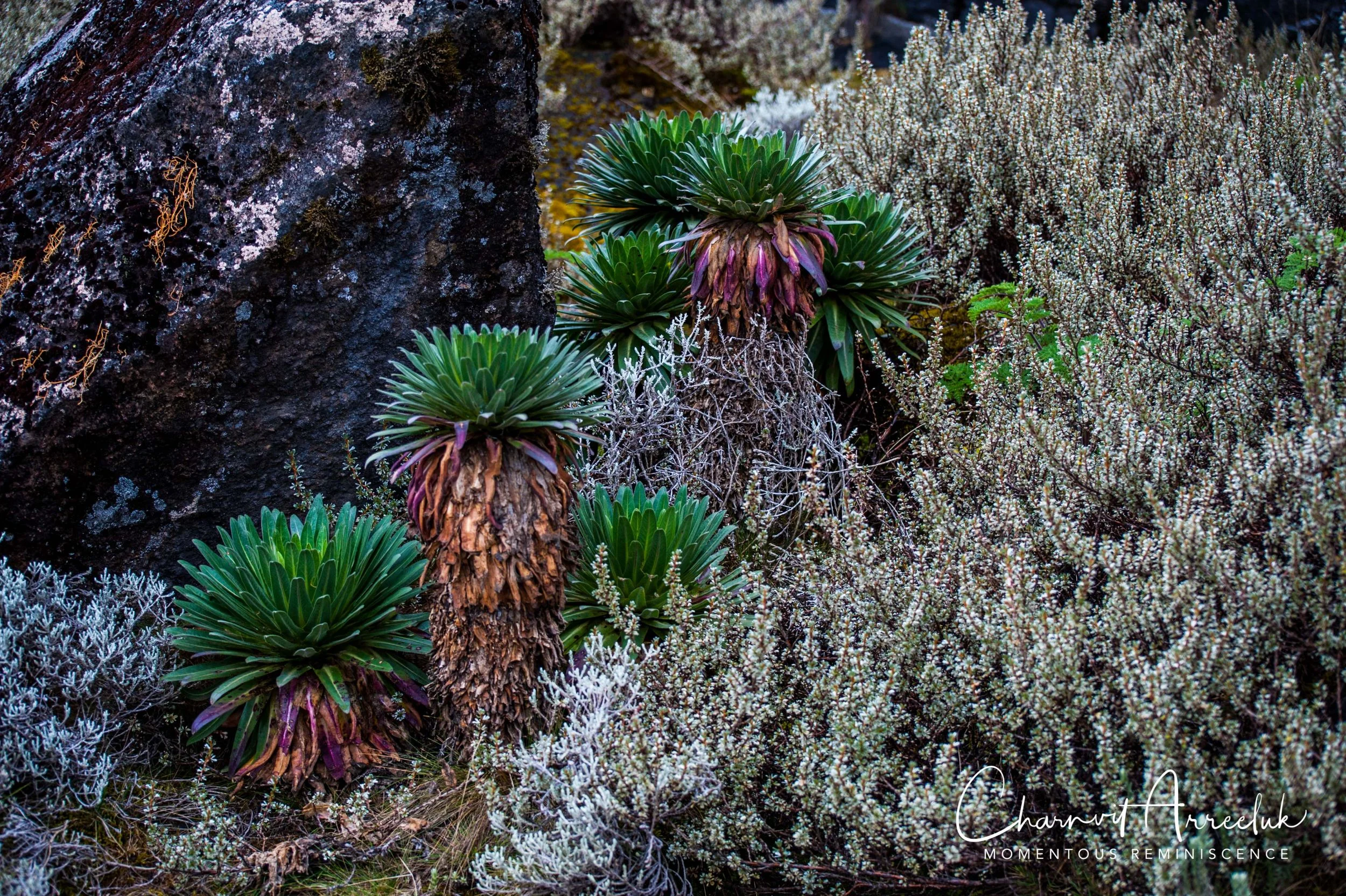 Kilimanjaro - Watermark-174_Resize.jpg