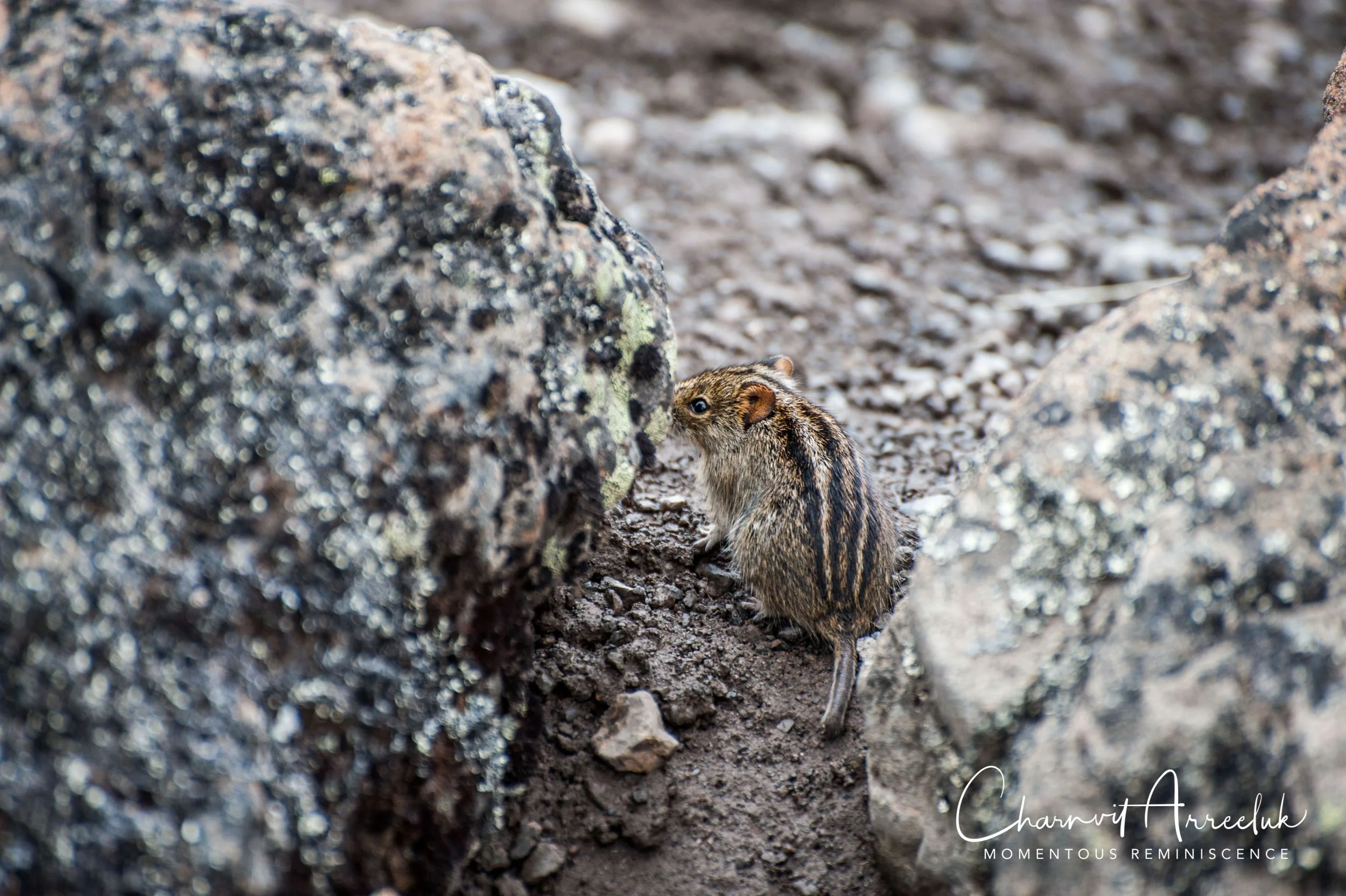 Kilimanjaro - Watermark-282_Resize.jpg