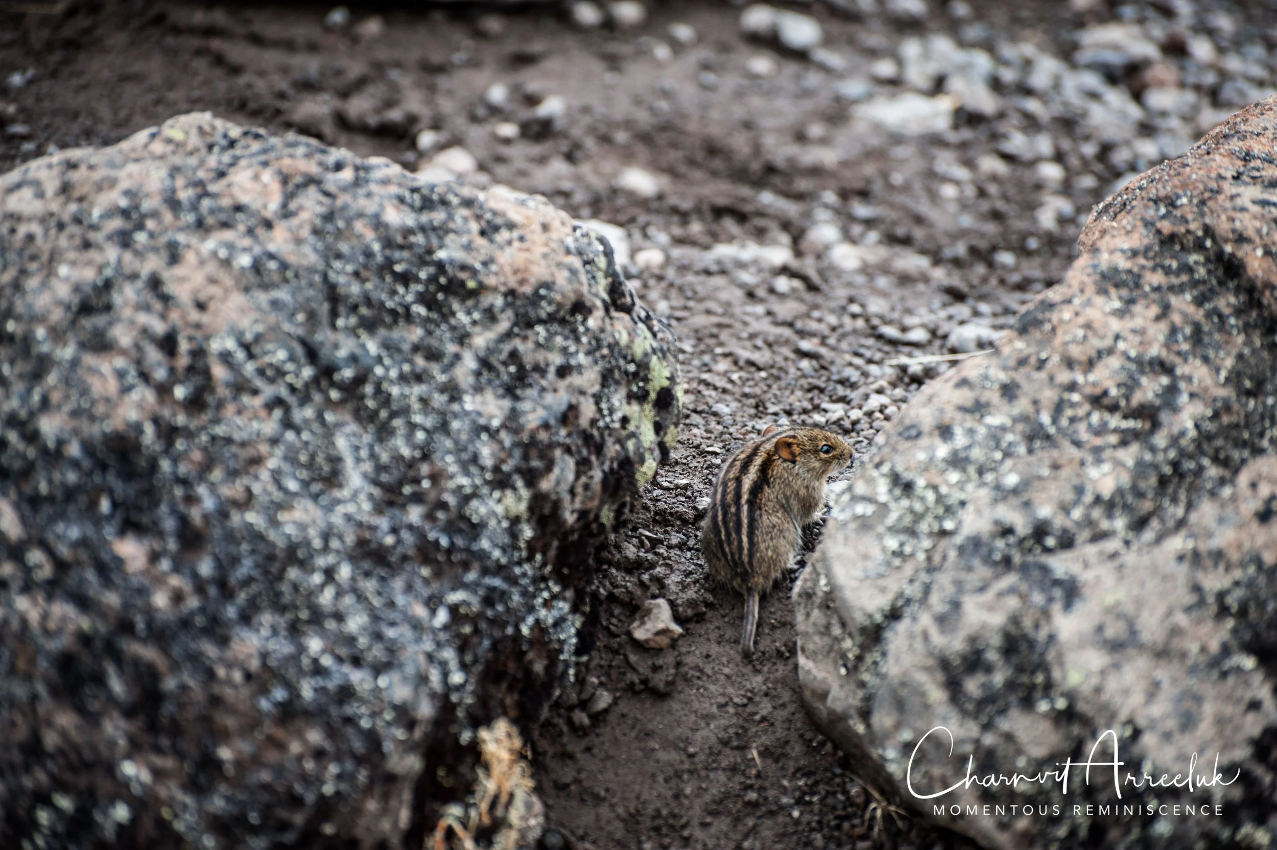 Kilimanjaro - Watermark-283_Resize.jpg