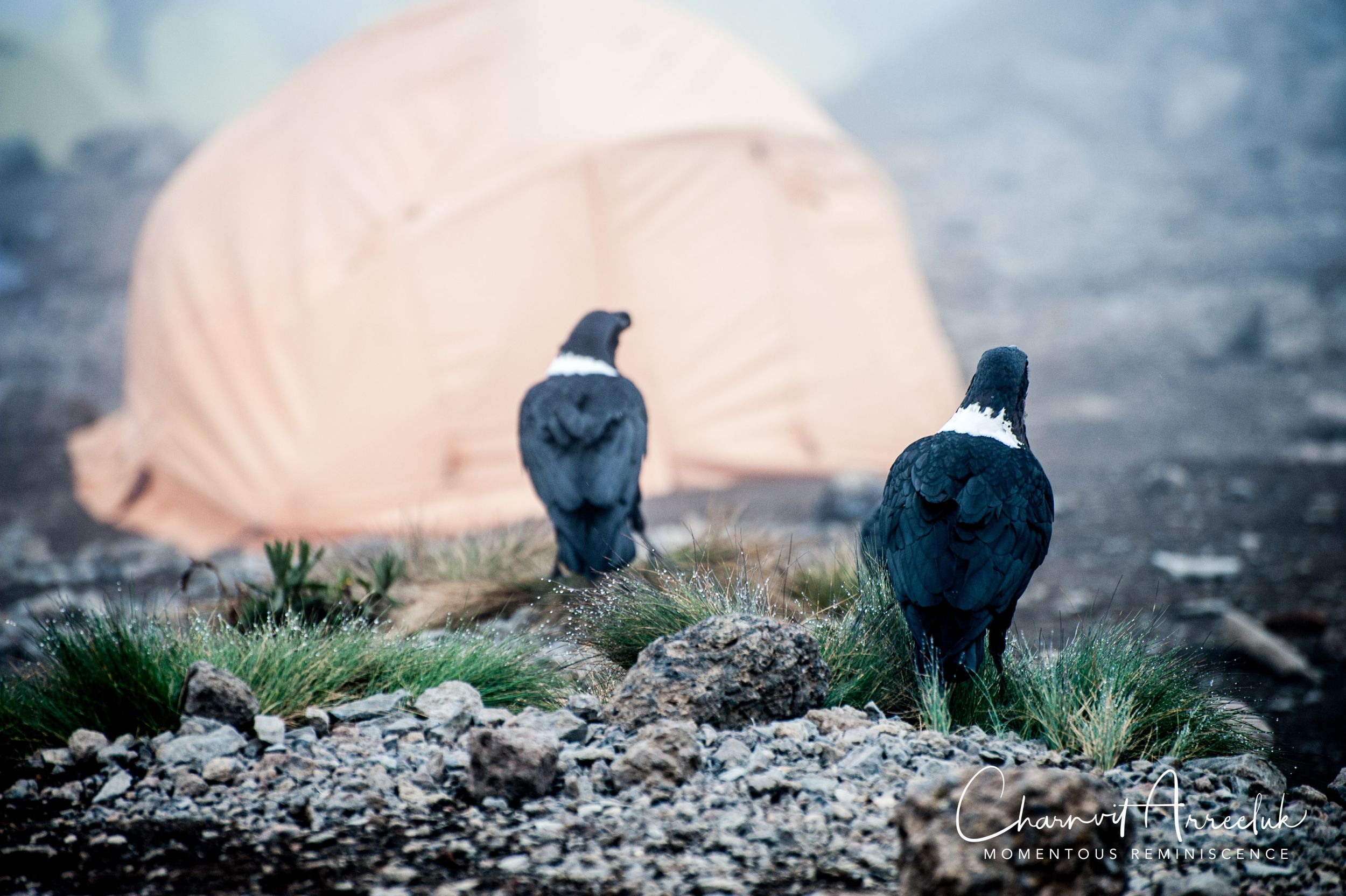 Kilimanjaro - Watermark-378_Resize.jpg