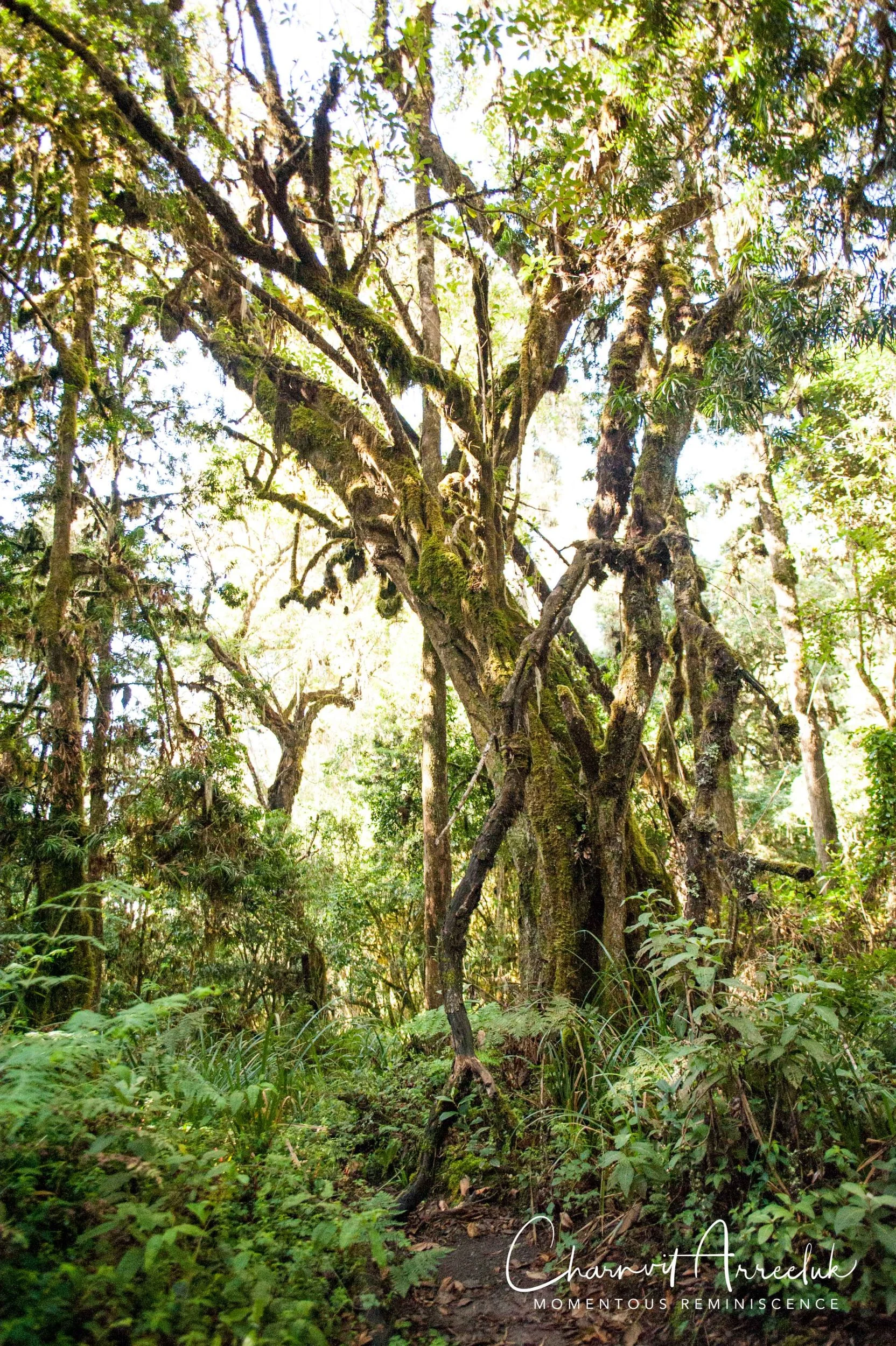 Kilimanjaro - Watermark-574_Resize.jpg