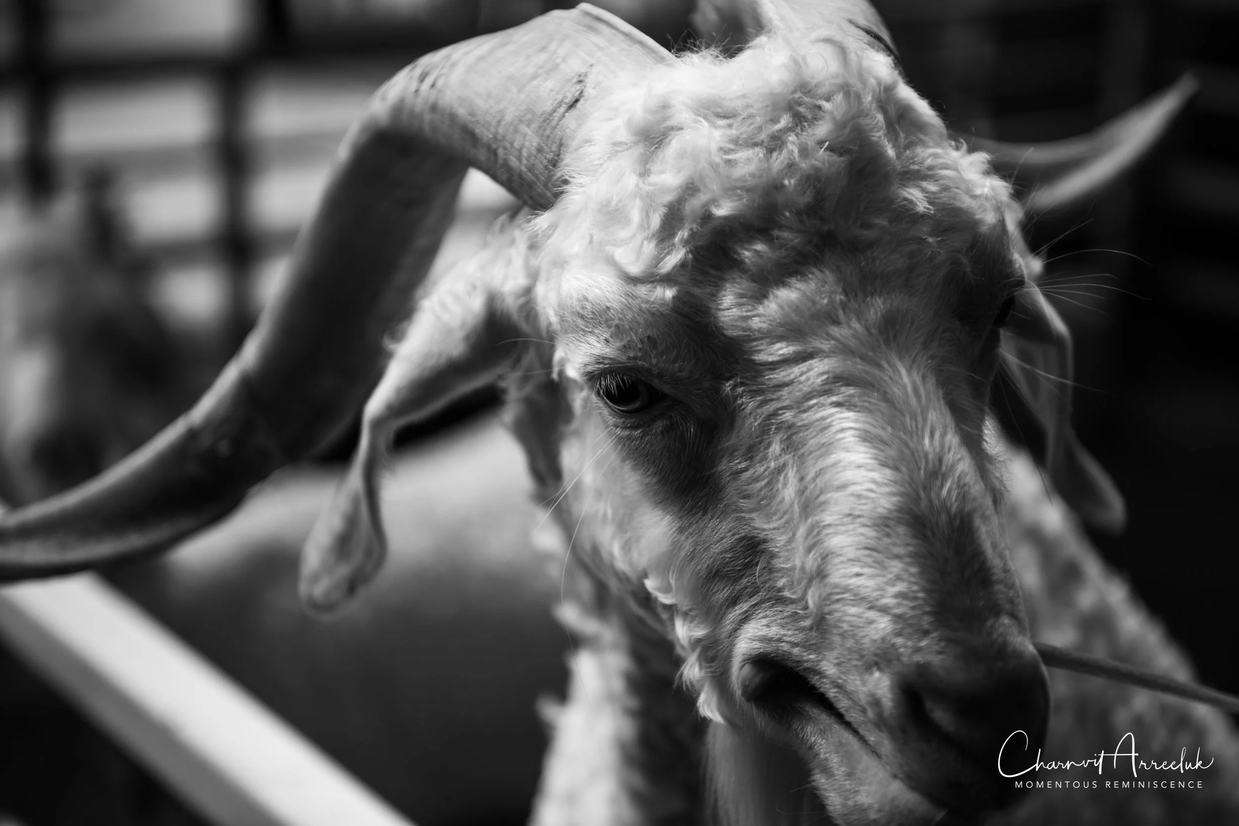 2018-09-01 - Kwan Riam Market-2_Resize.jpg